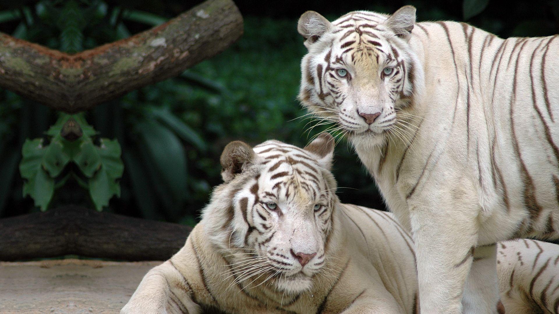 Singapore Zoo - HD Wallpaper 