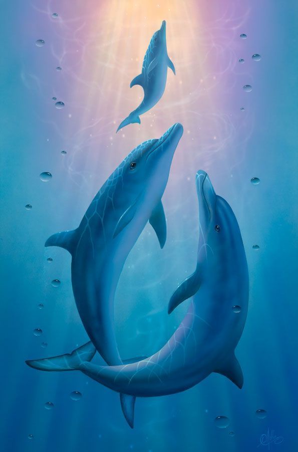 High Quality Dolphin Wallpaper Full Hd Images For Desktop - Dolphin  Underwater Drawing - 595x900 Wallpaper 