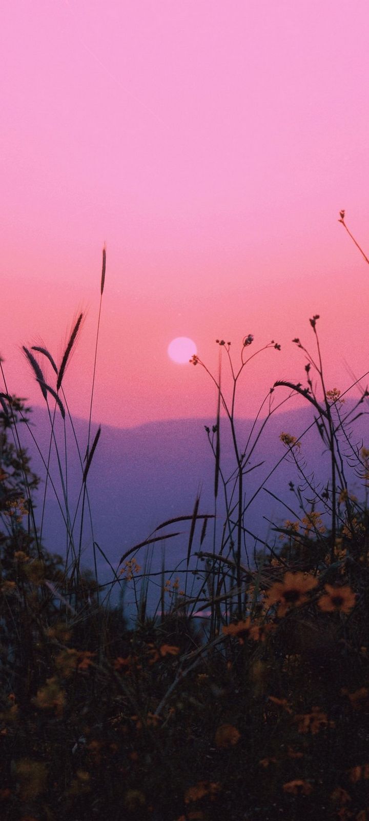 Landscape Grass Sun Wallpaper - Sun - HD Wallpaper 