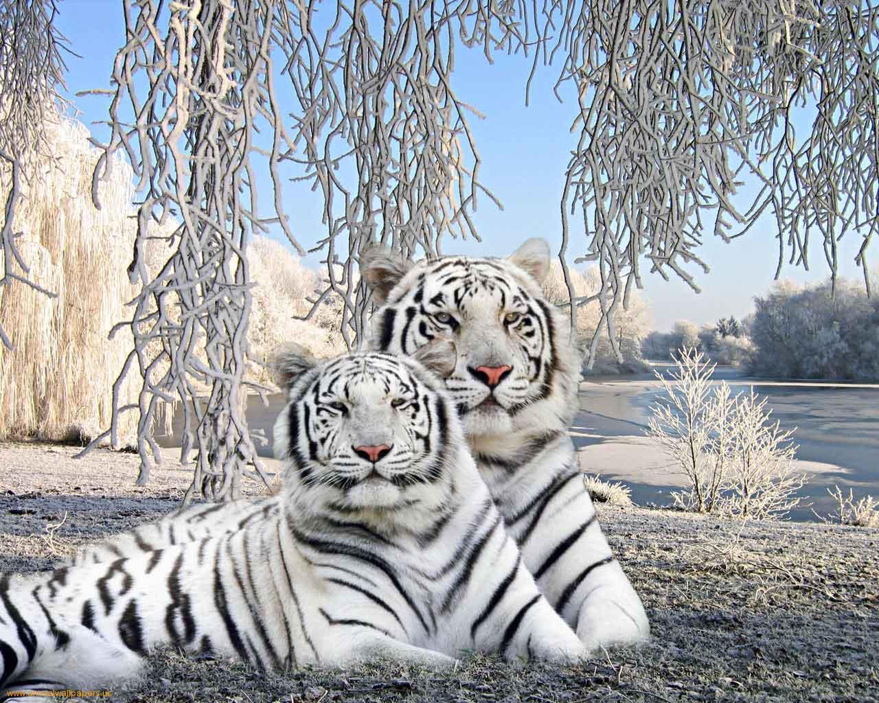 White Tiger Wallpapers Phone On Wallpaper 1080p Hd - Beautiful Pictures Of Wild Animals - HD Wallpaper 
