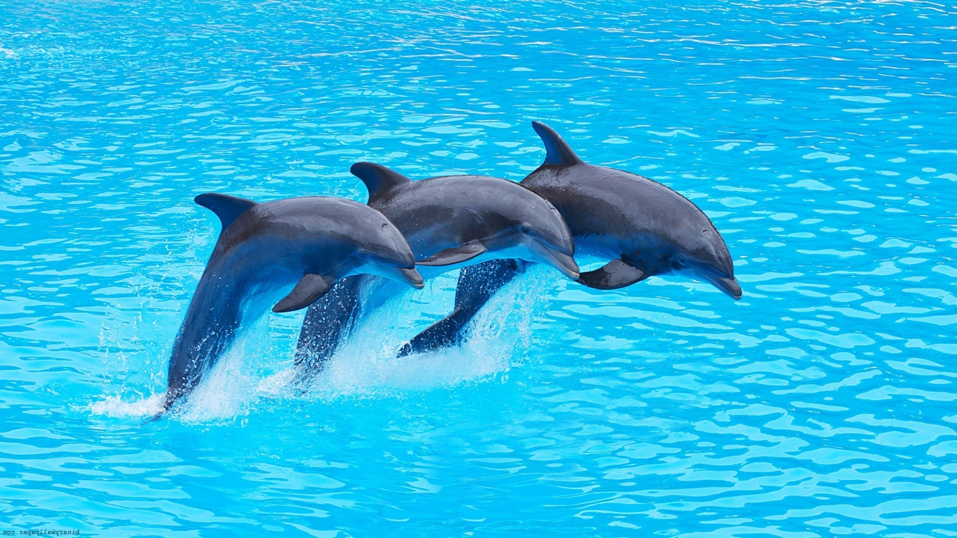Dolphin Wallpaper Photography - Dolphin Hd - HD Wallpaper 
