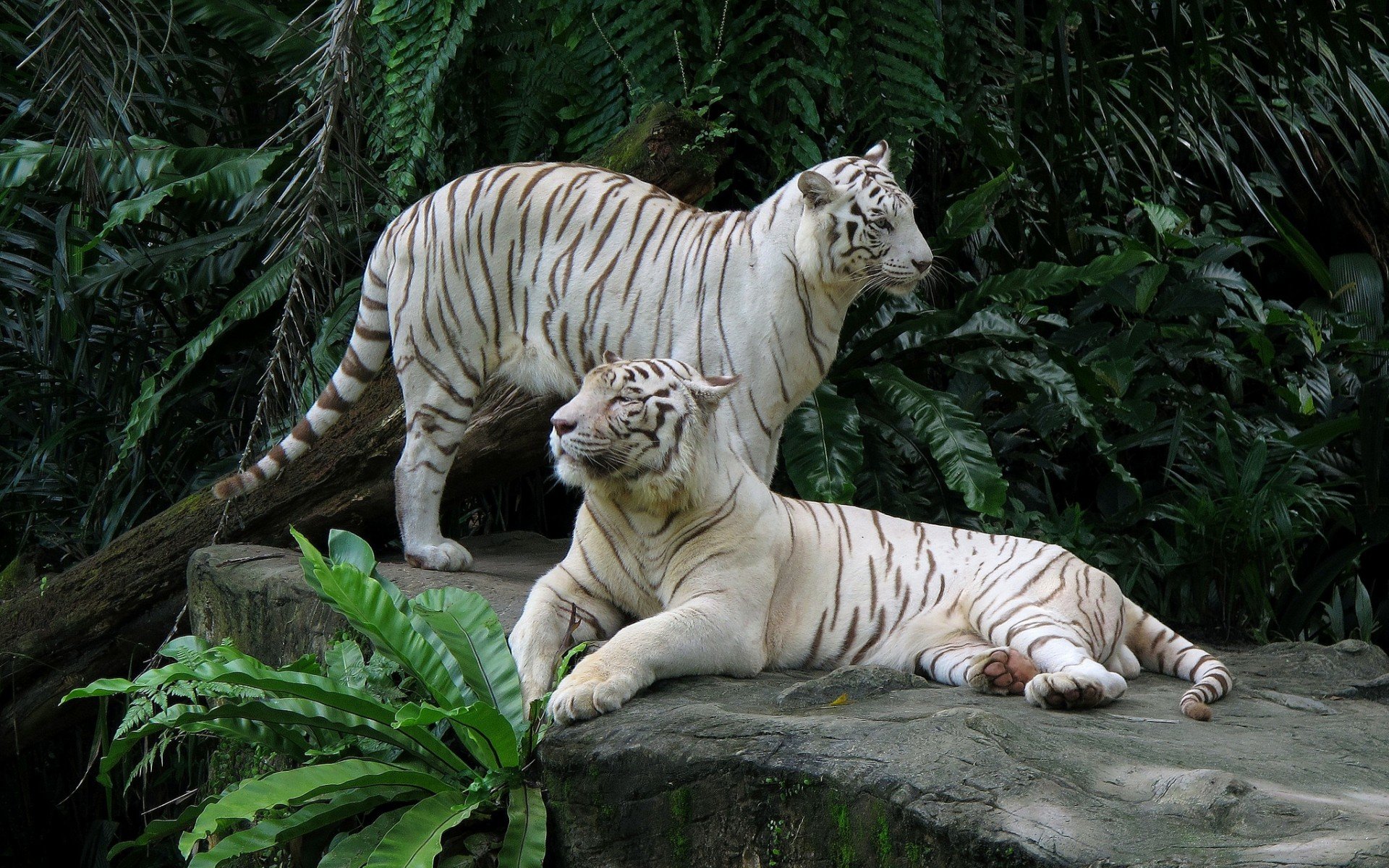 Best White Tiger Wallpaper Id - Fondos De Pantalla Tigres Blancos - HD Wallpaper 