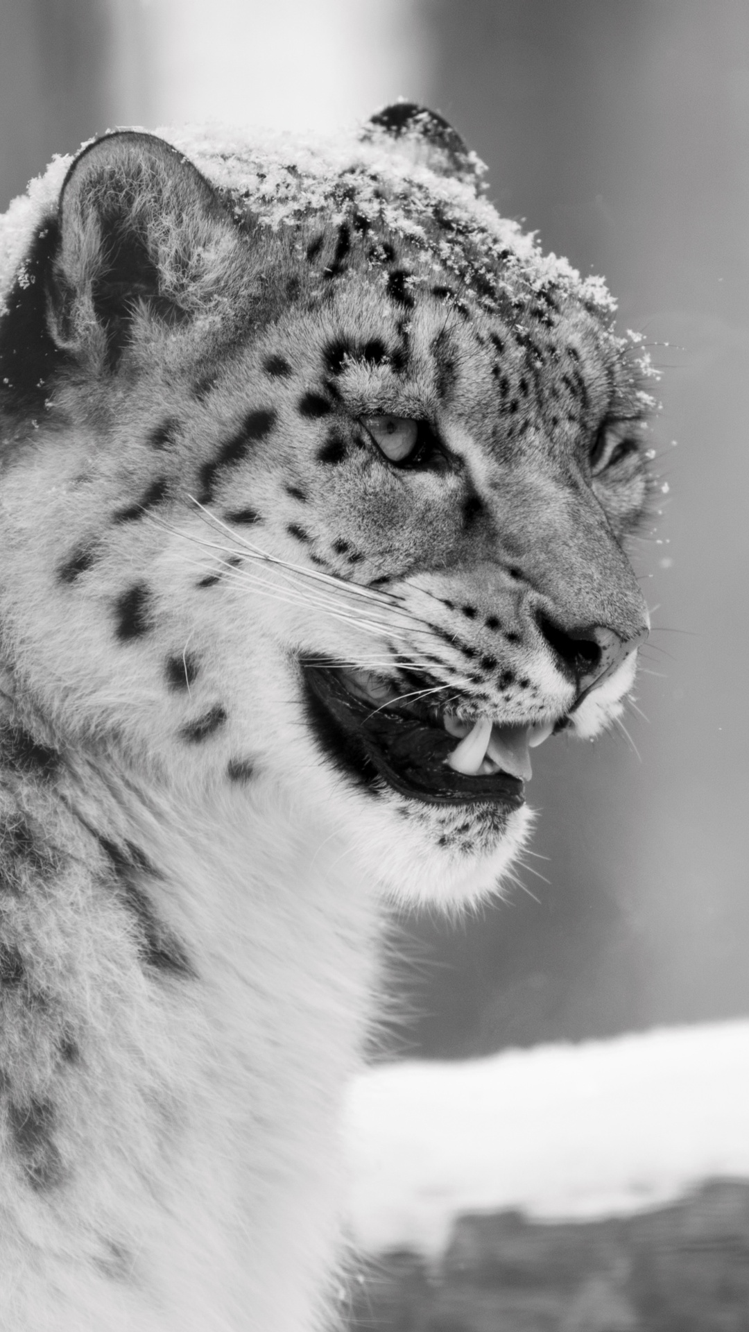 Snow Leopard Wallpaper Iphone - HD Wallpaper 