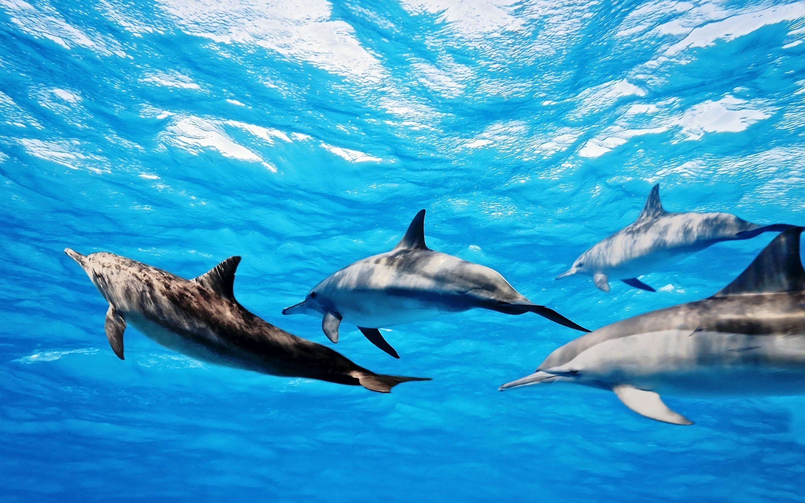 Bottlenose Dolphin Background Wallpaper - Bottlenose Dolphin Hd Background - HD Wallpaper 