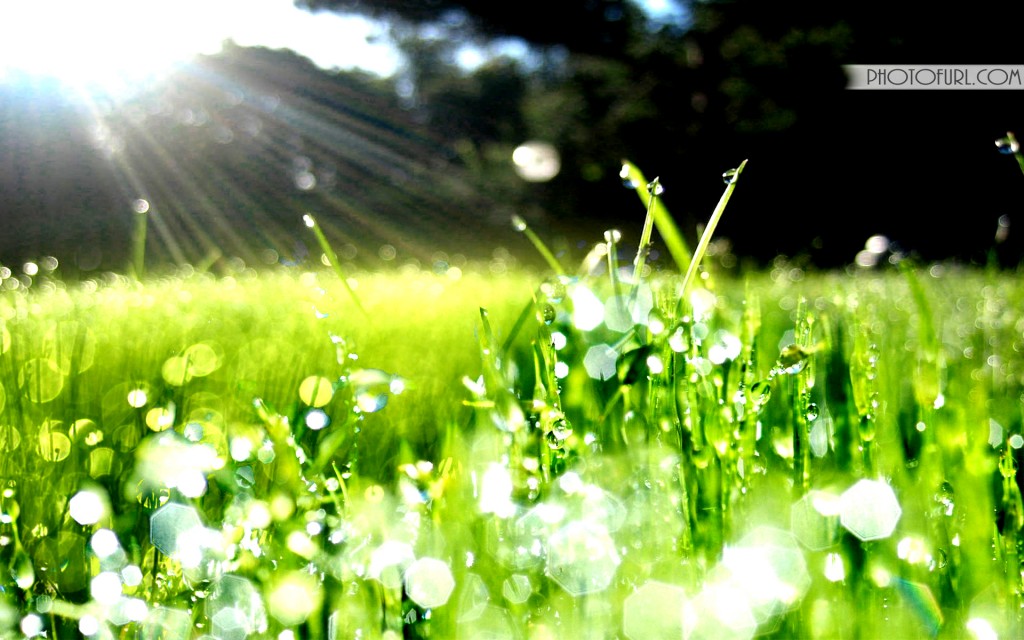 Grass Dew Wallpaper - Dews On The Grass - HD Wallpaper 