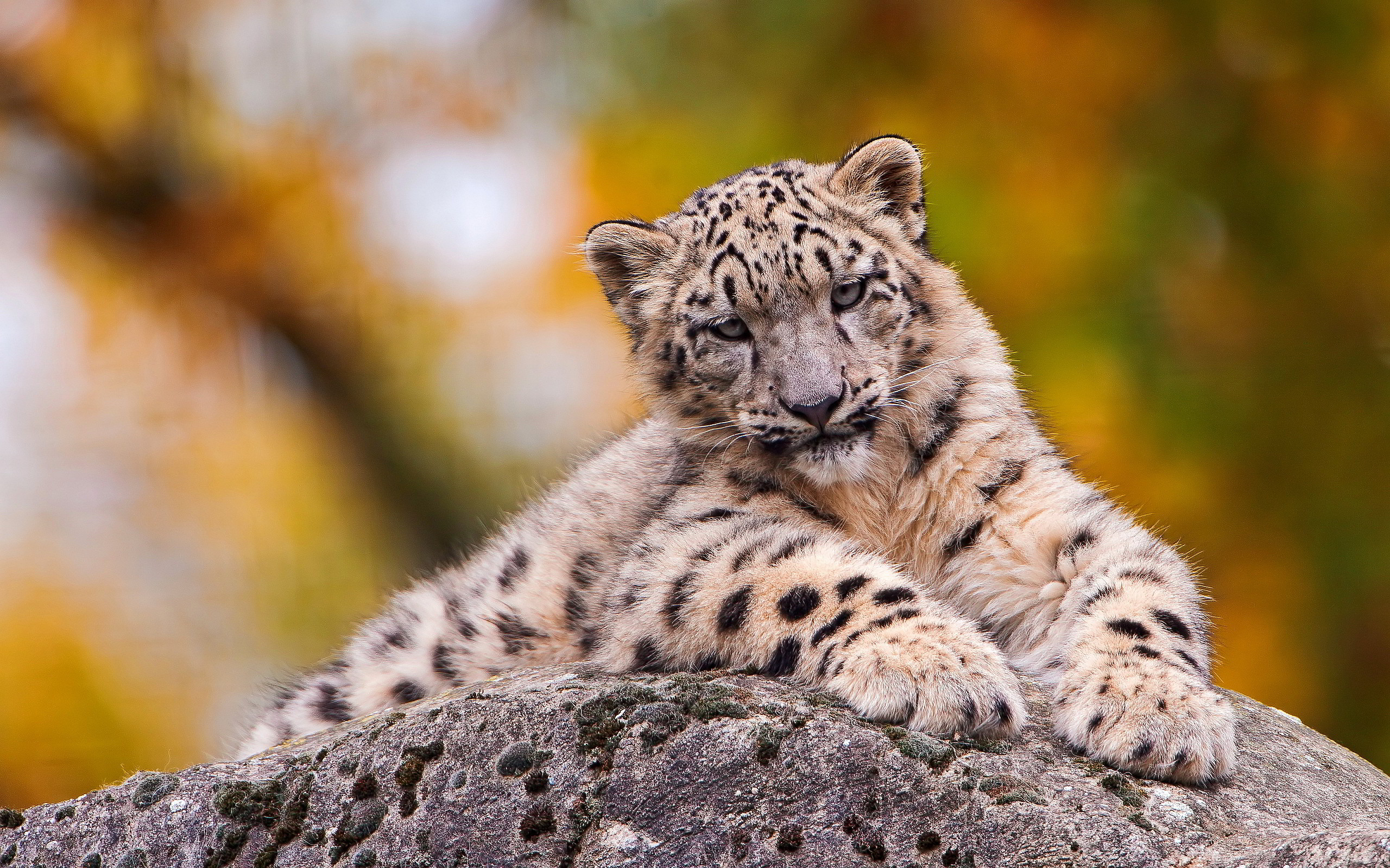 Snow Leopard - HD Wallpaper 