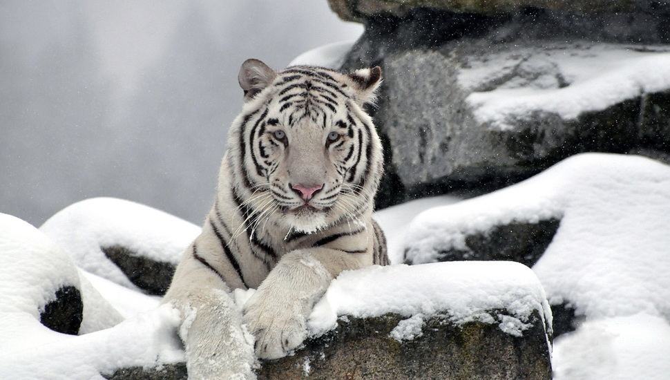 Predator, Stones, Waite Tiger, Snow, Face, White, Tiger - White Tigers In Snow - HD Wallpaper 