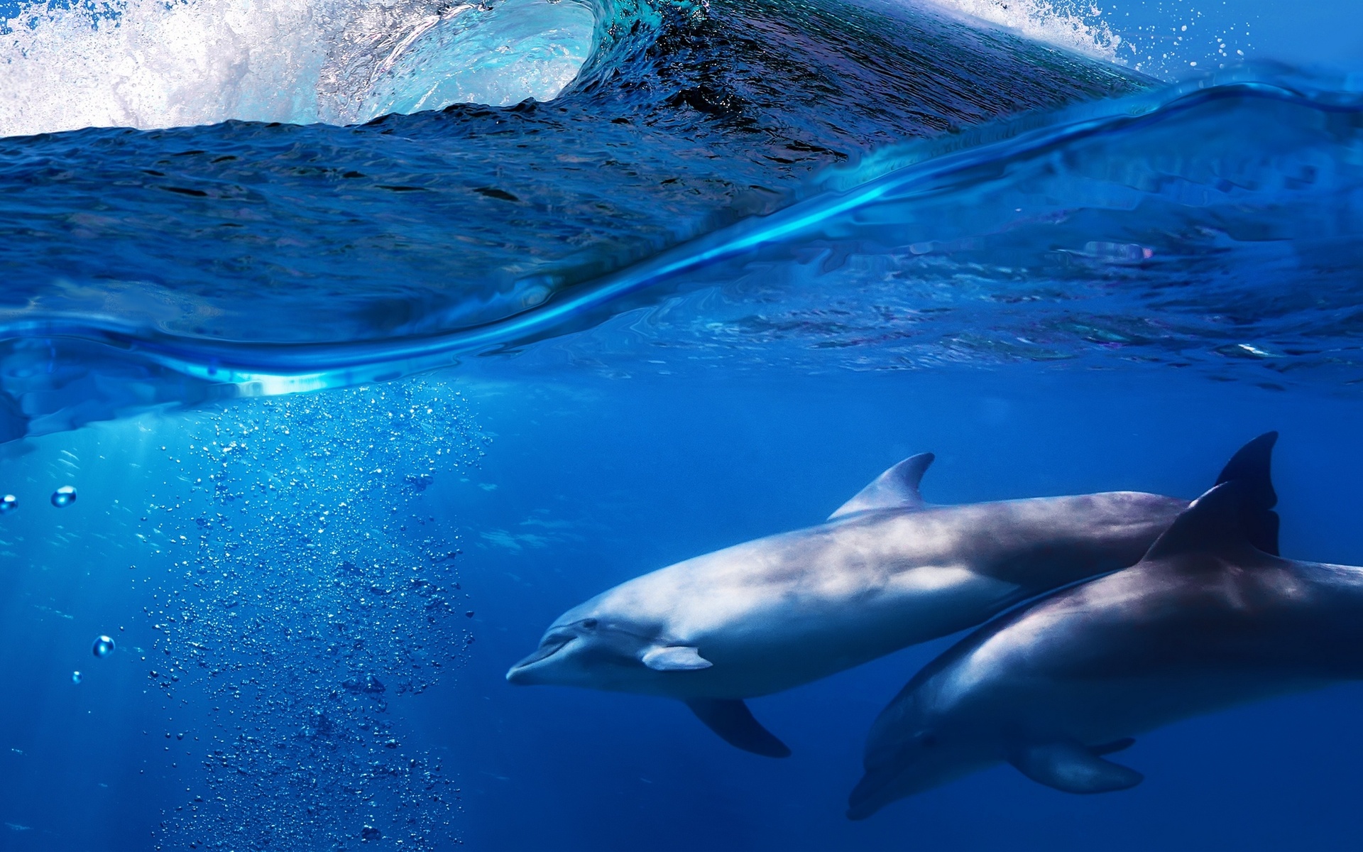 Ocean Dolphins Background - HD Wallpaper 