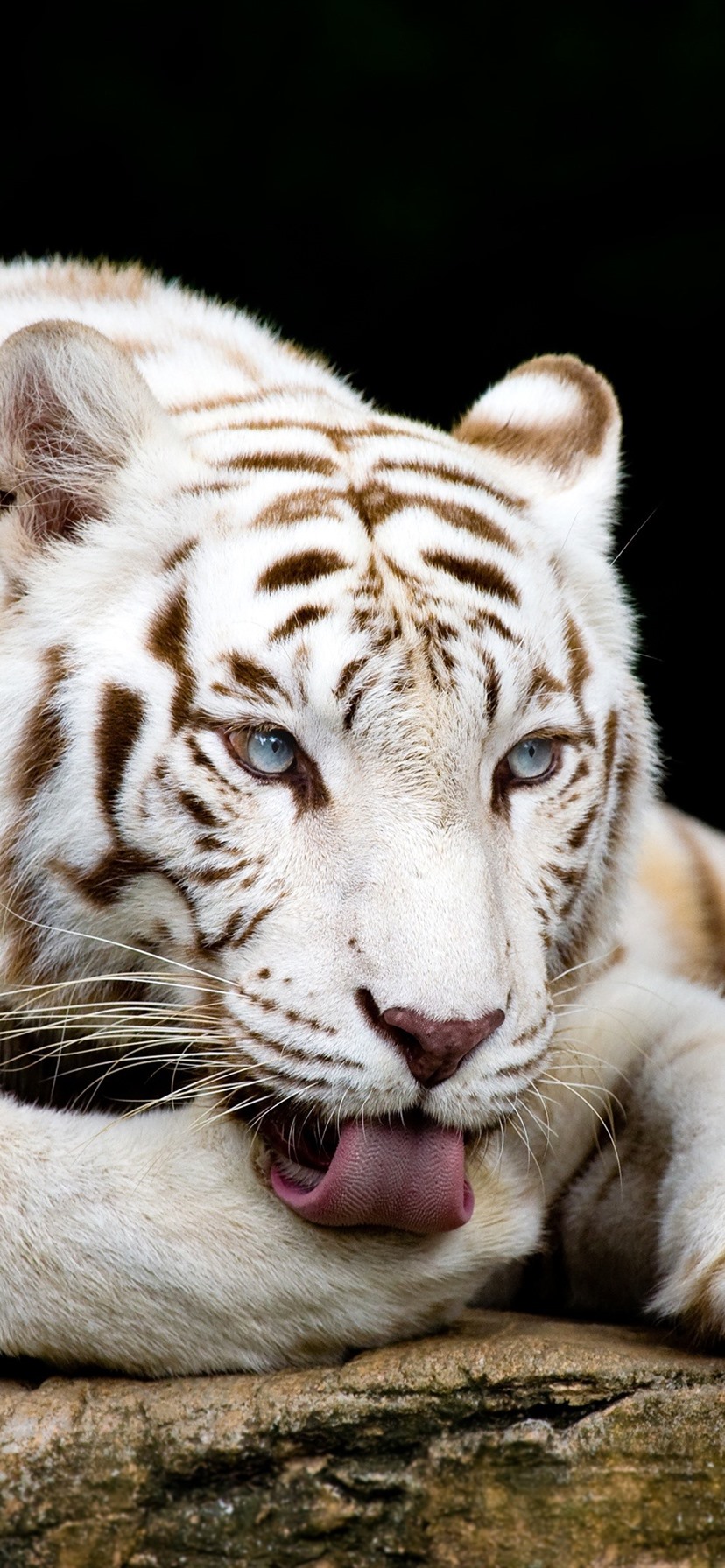 Singapore Zoo - HD Wallpaper 