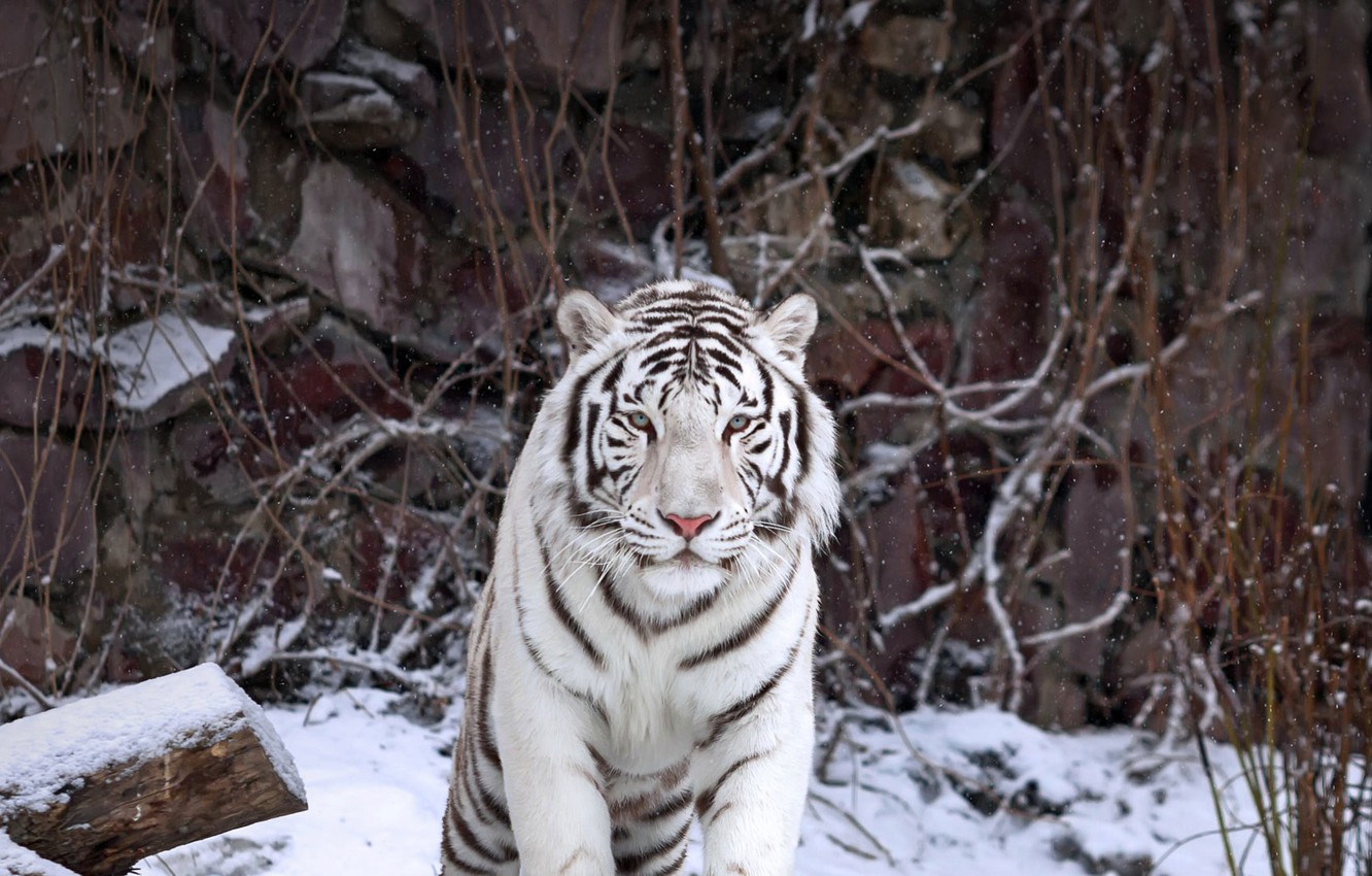 Photo Wallpaper Cat, Predator, White Tiger - White Tiger - HD Wallpaper 