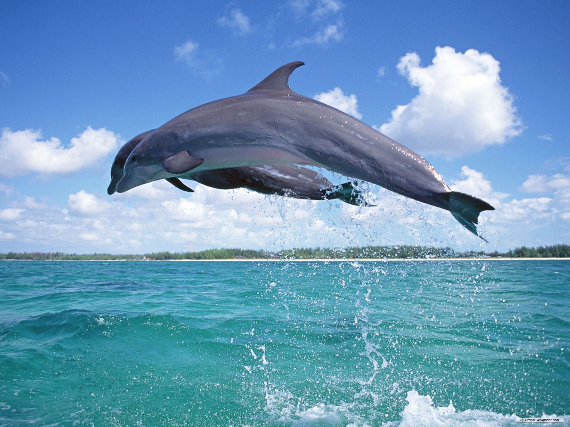 Free Animal Wallpaper - Full Picture Of Dolphin - HD Wallpaper 