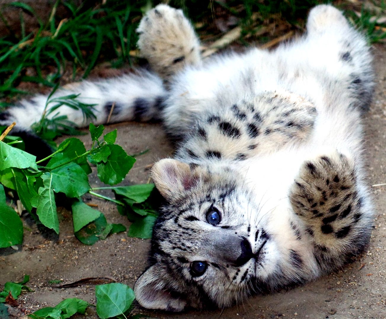 Endangered Brothel House Ii Proxy Whore Refuge - Cutest Baby Big Cats - HD Wallpaper 