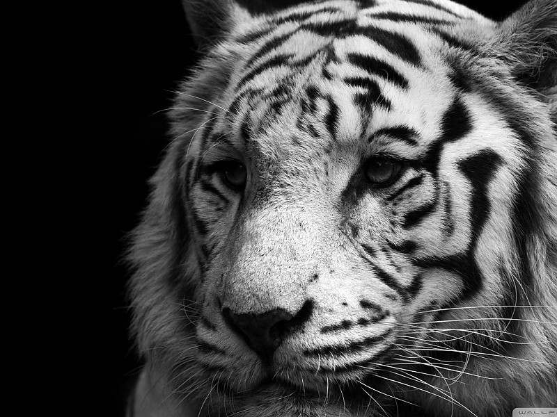 White Tiger Wallpaper Dekstop Pc - White Tiger Black And White - HD Wallpaper 