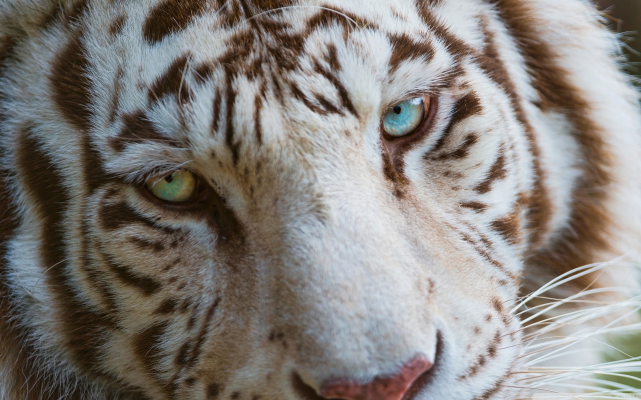 White Tiger Eyes Colors - HD Wallpaper 