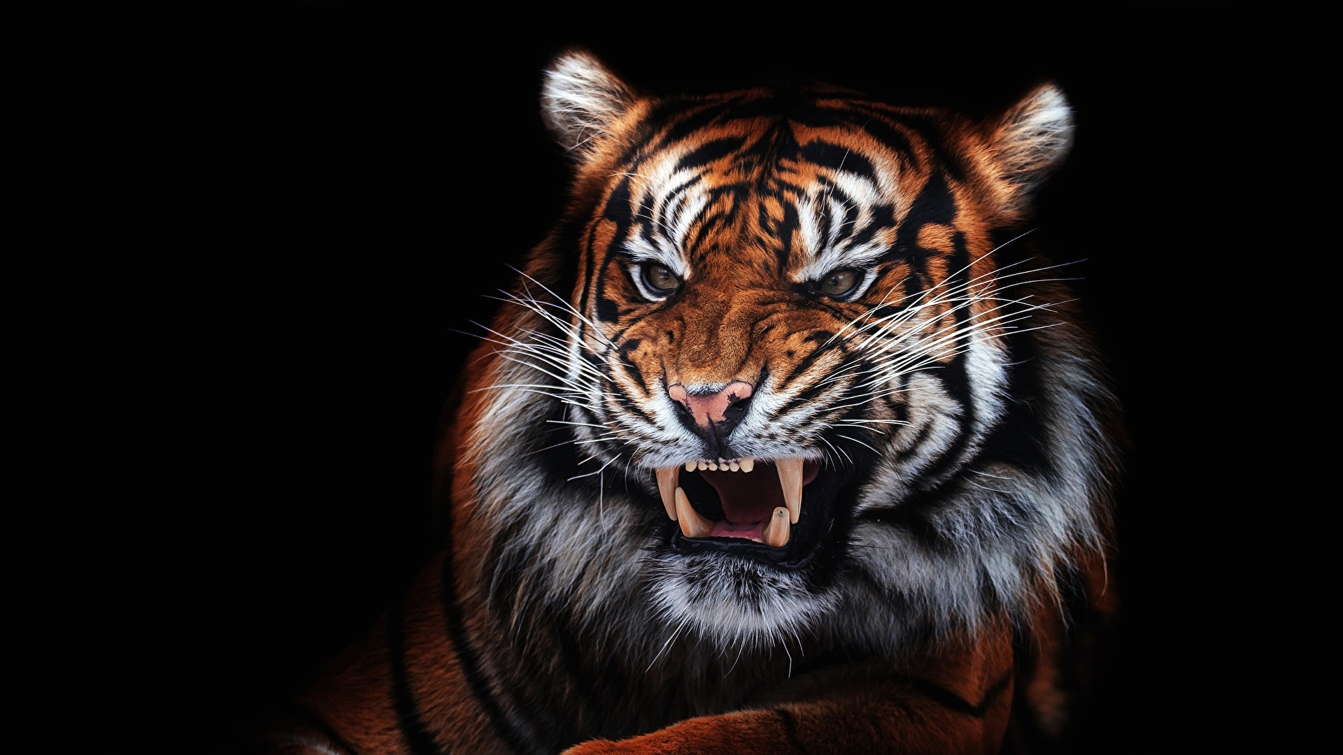 Hd Wallpaper Of Aggressive Tiger - HD Wallpaper 