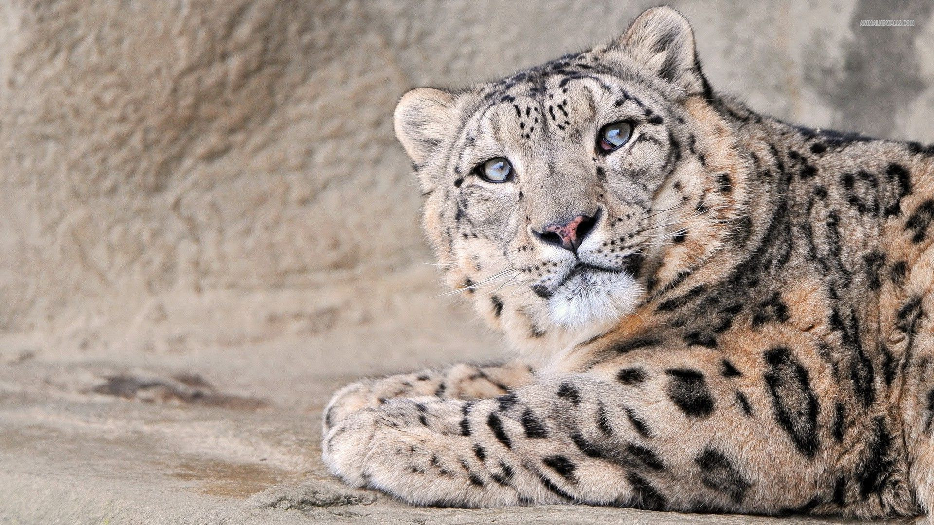 Snow Leopard Endangered Species Inspirational Snow - Hd Wallpaper Desktop Background Snow Leopard - HD Wallpaper 