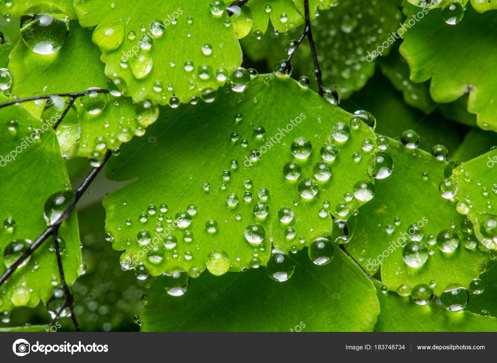 Water Drop Background - HD Wallpaper 