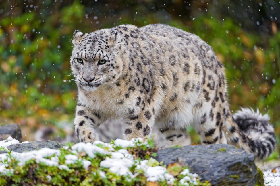 Leopard Snow Cat - HD Wallpaper 