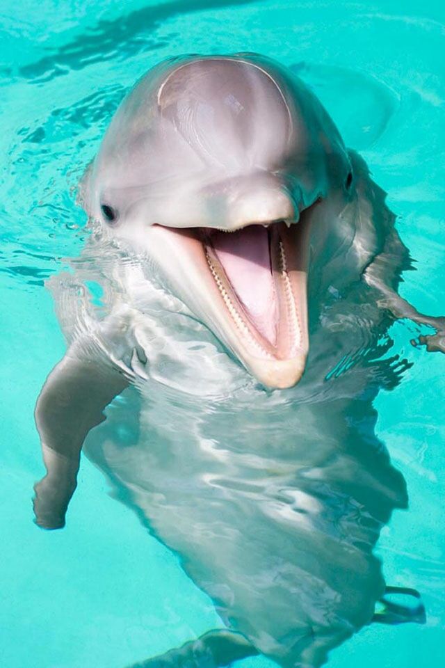Baby Dolphin Smiling - 640x960 Wallpaper 