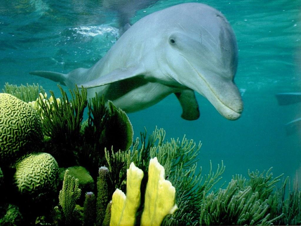 Bottlenose Dolphin Coral Reef - HD Wallpaper 