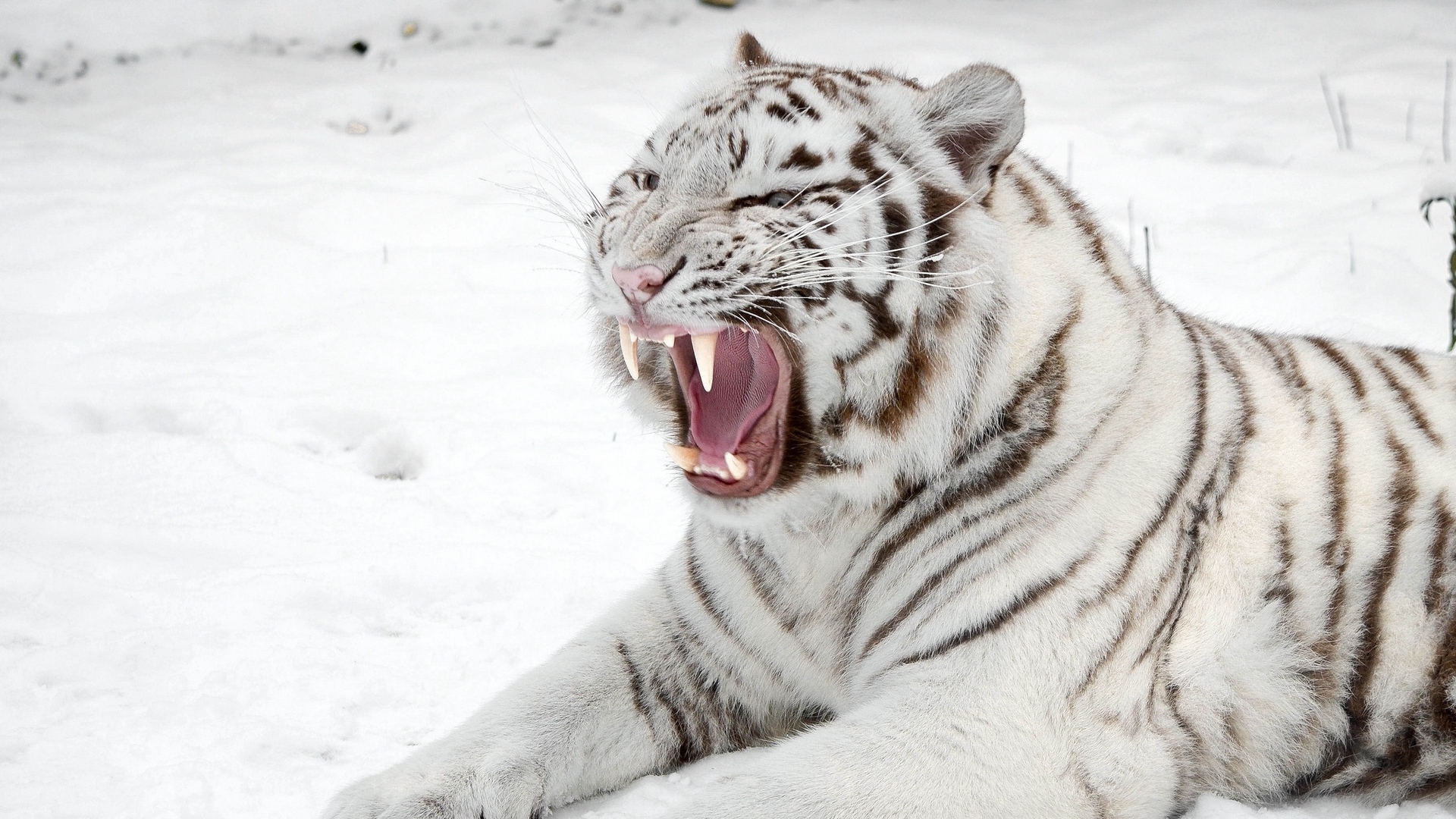 Wallpaper White Tiger, Snow, Predator, Mouth, Cat, - White Tiger In The Snow - HD Wallpaper 