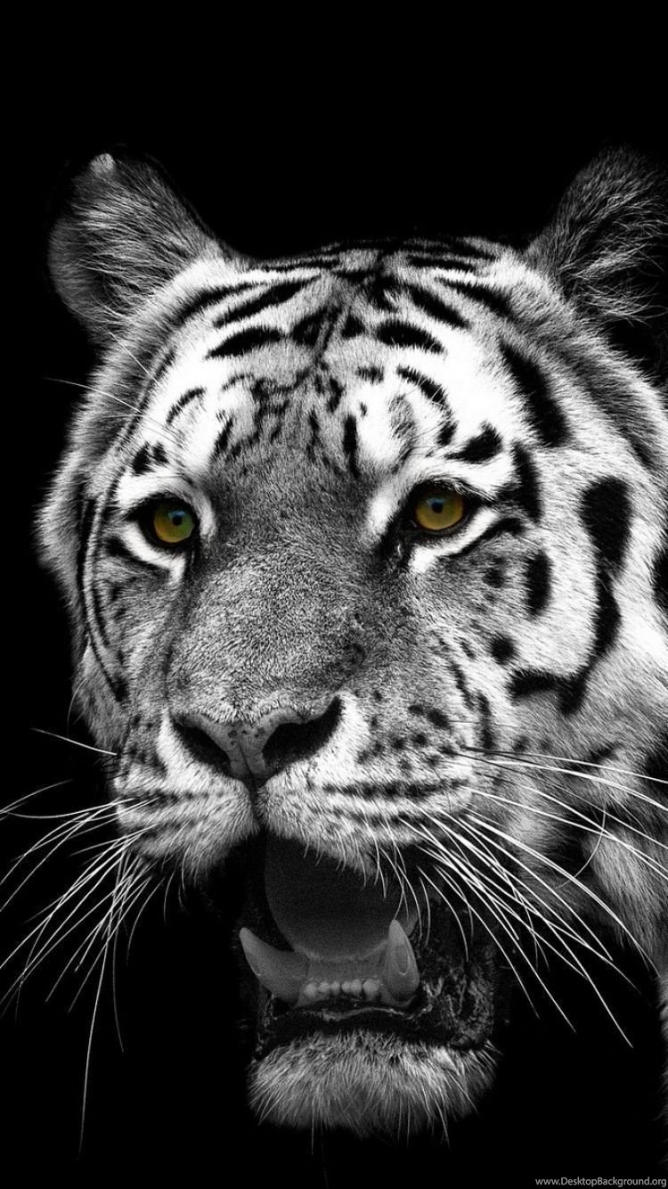 White Tiger Wallpaper Iphone Iphone 6s Animal White - Iphone 7 White Tiger - HD Wallpaper 