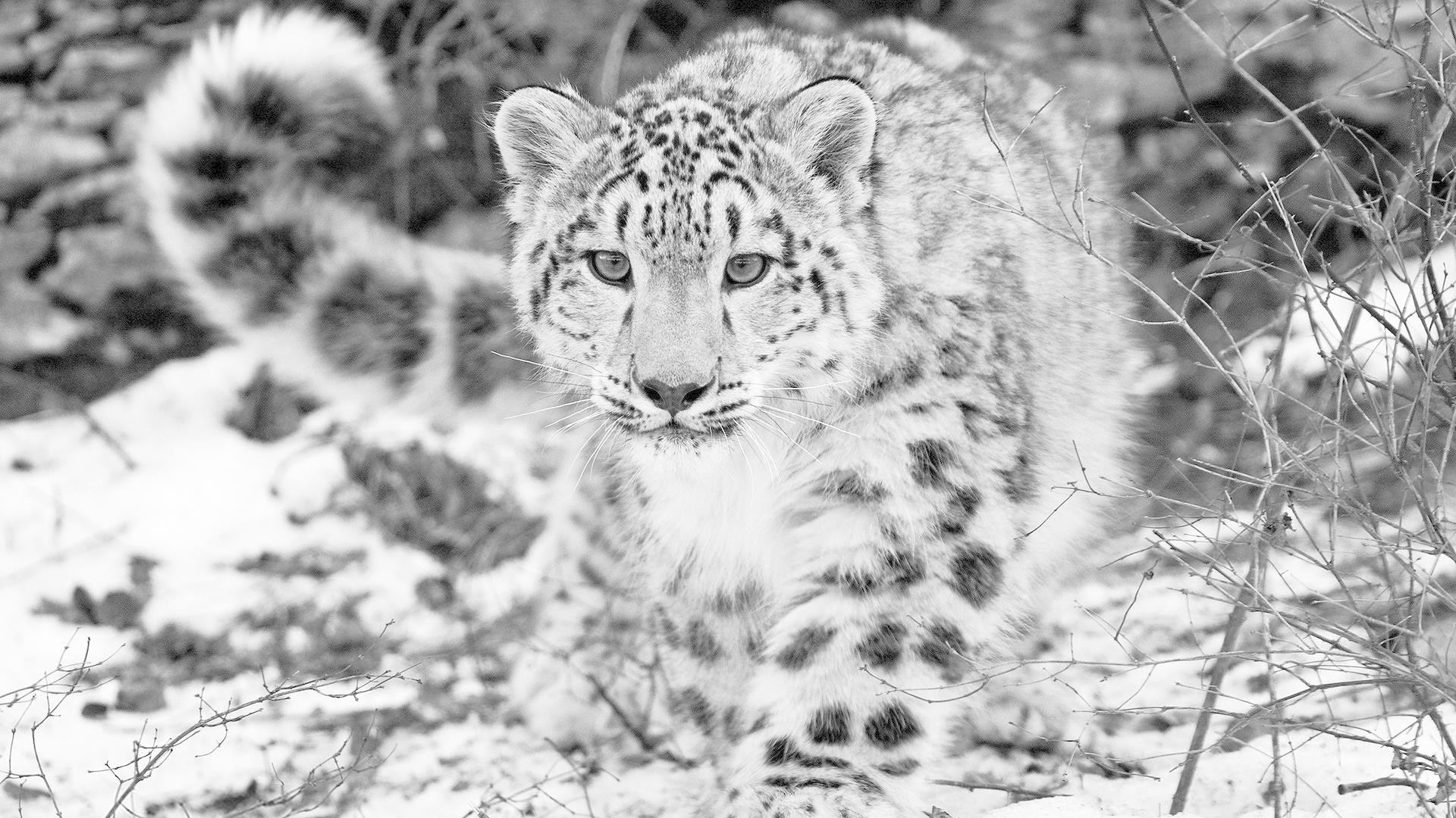 Os X Snow Leopard Wallpaper - High Resolution Snow Leopard - 1920x1080  Wallpaper 