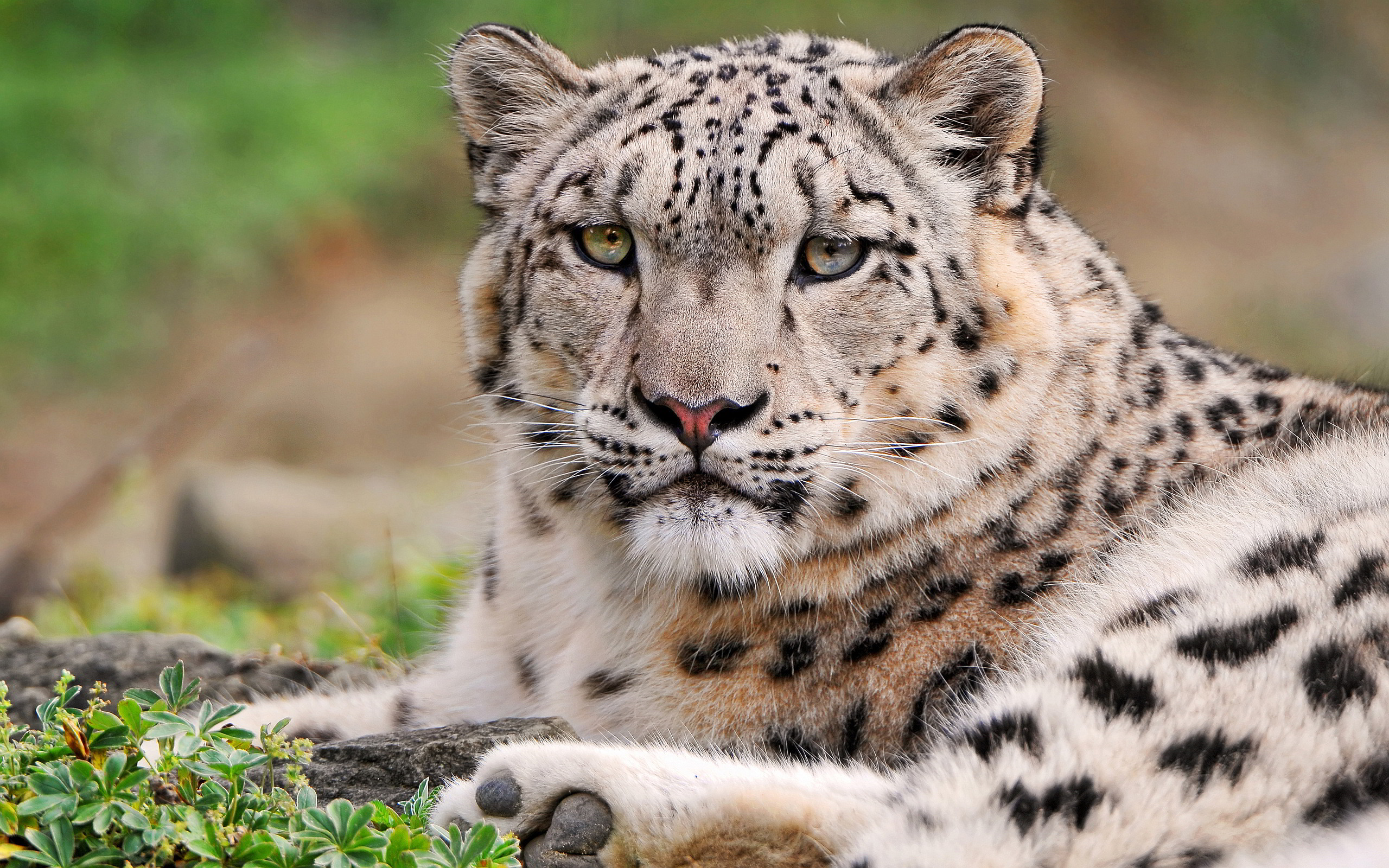 Face Of A Snow Leopard - HD Wallpaper 