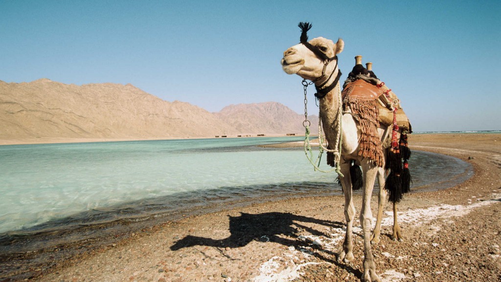 Camel Sharm El Sheikh - HD Wallpaper 