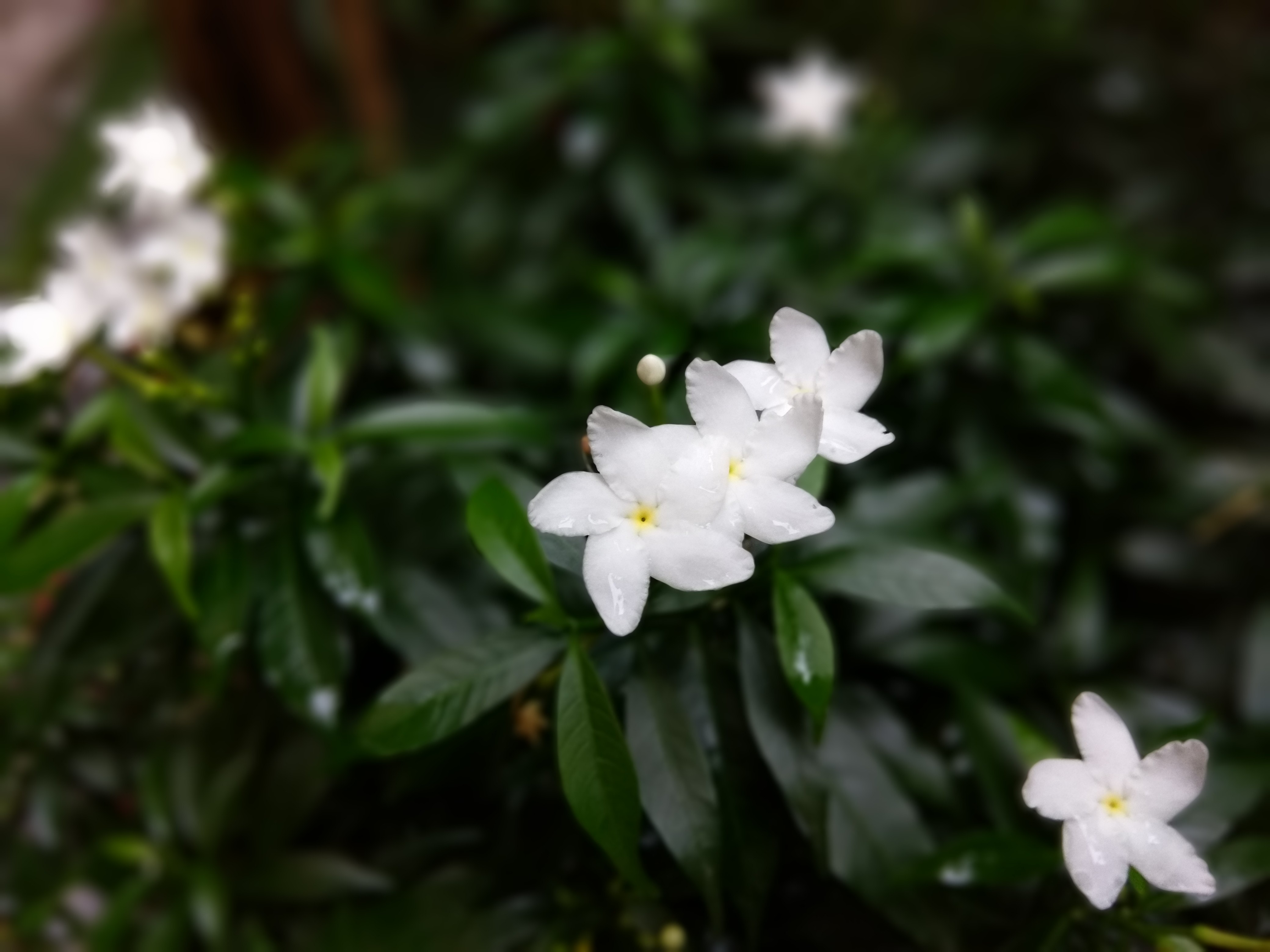 Jasmine - 4160x3120 Wallpaper - teahub.io
