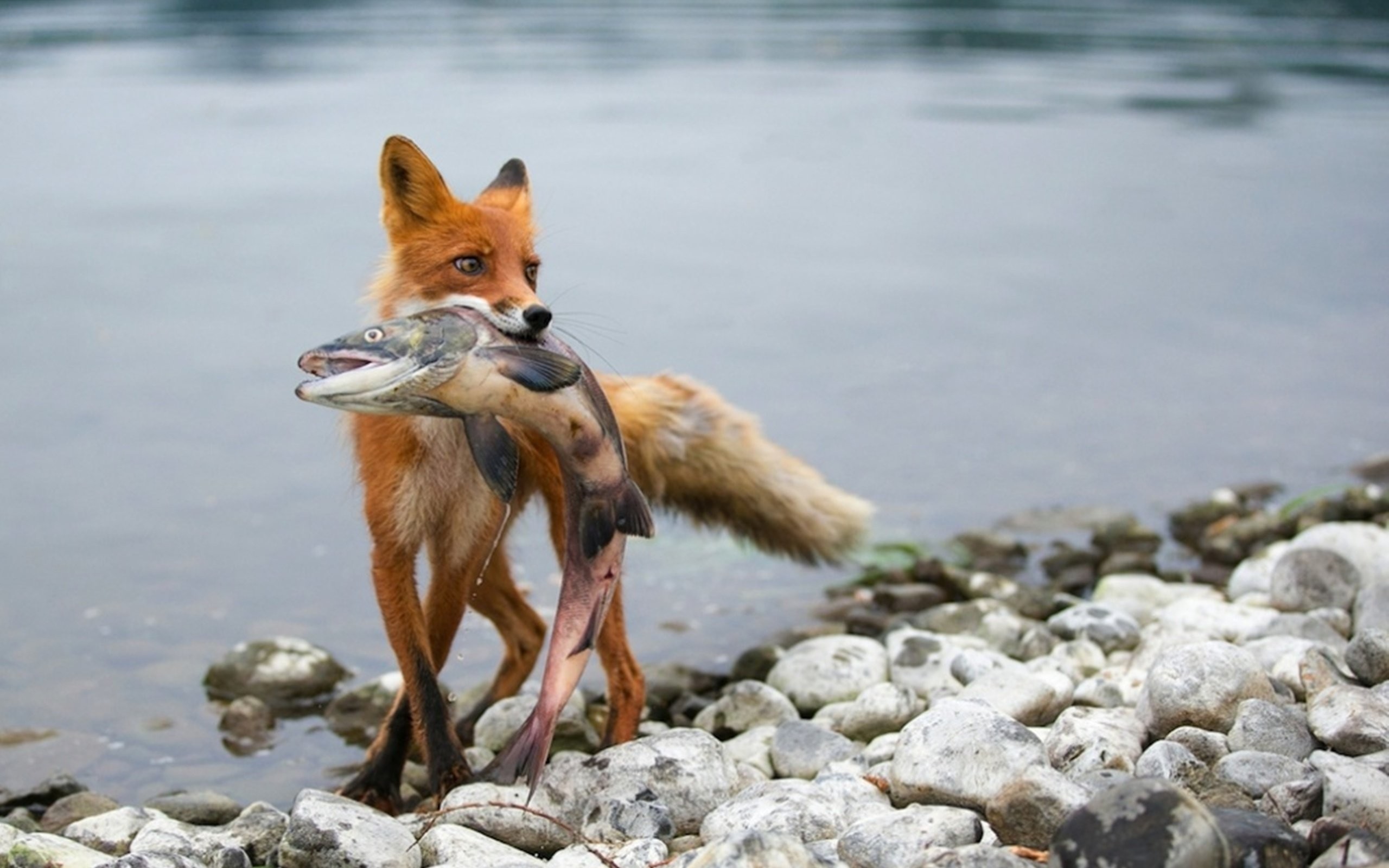 Data Src Fox Hunting Wallpaper Pc - Fishing Fox - HD Wallpaper 