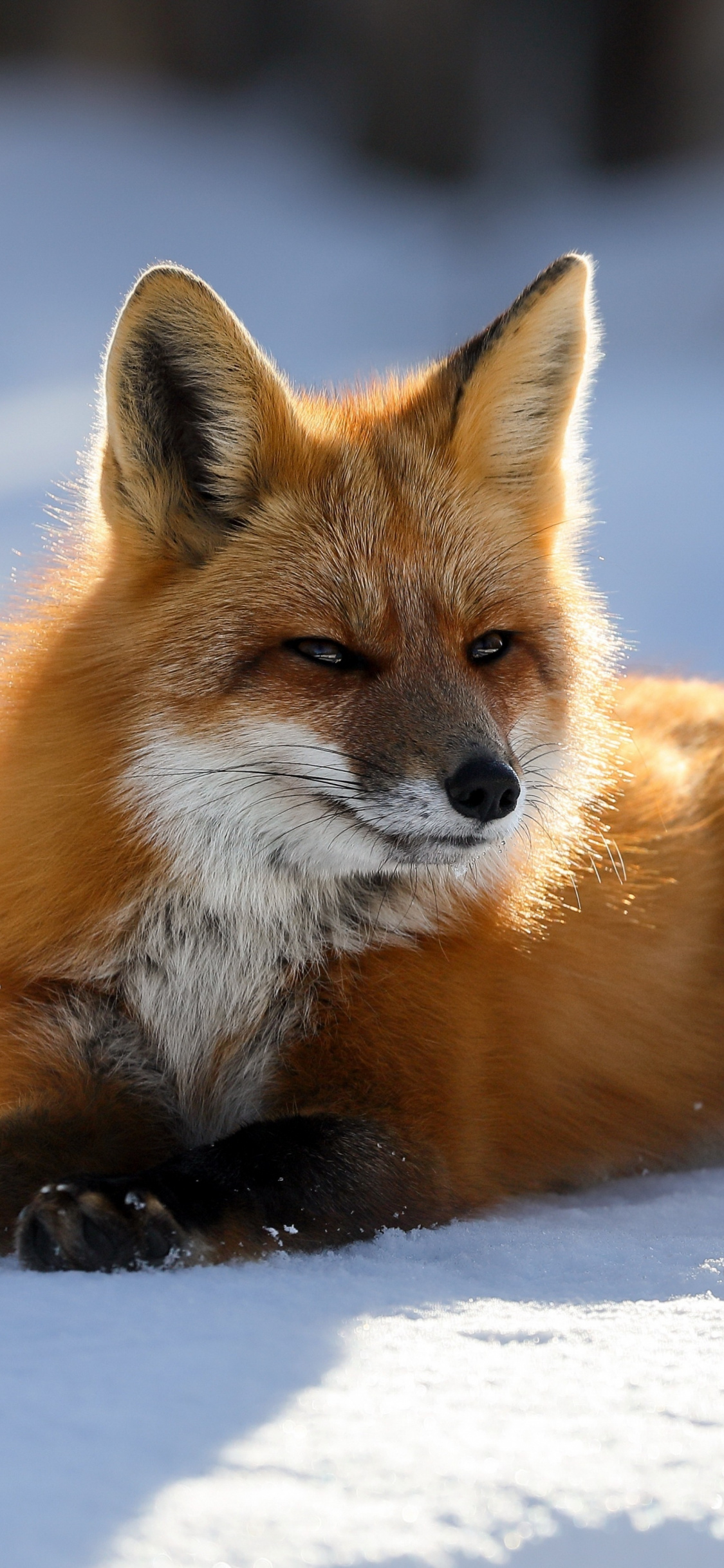 Predator Red Fox Animal 5k, Wallpaper - Red Fox 4k - 1125x2436 Wallpaper -  