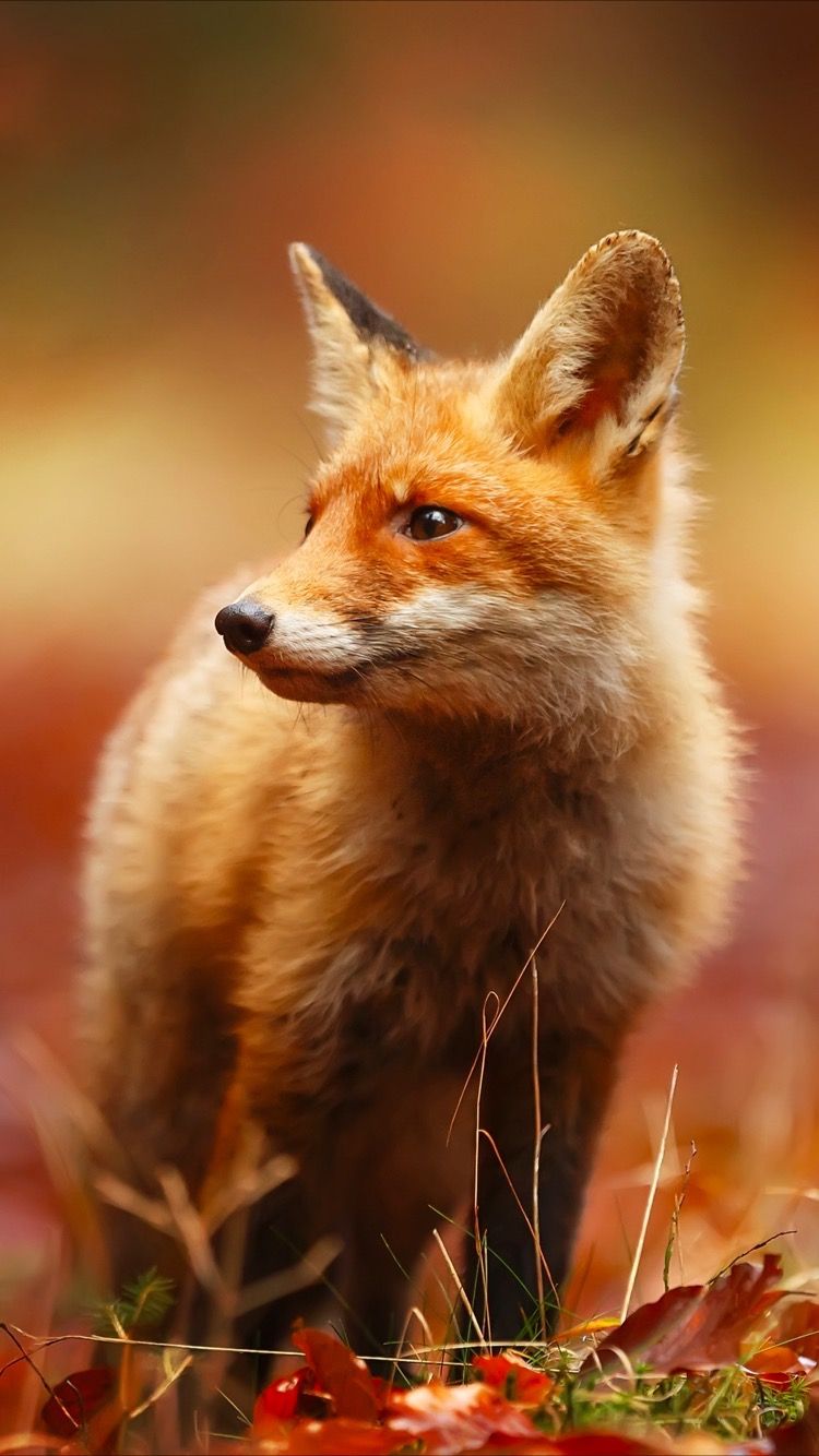 Red Fox Wallpaper Iphone - HD Wallpaper 