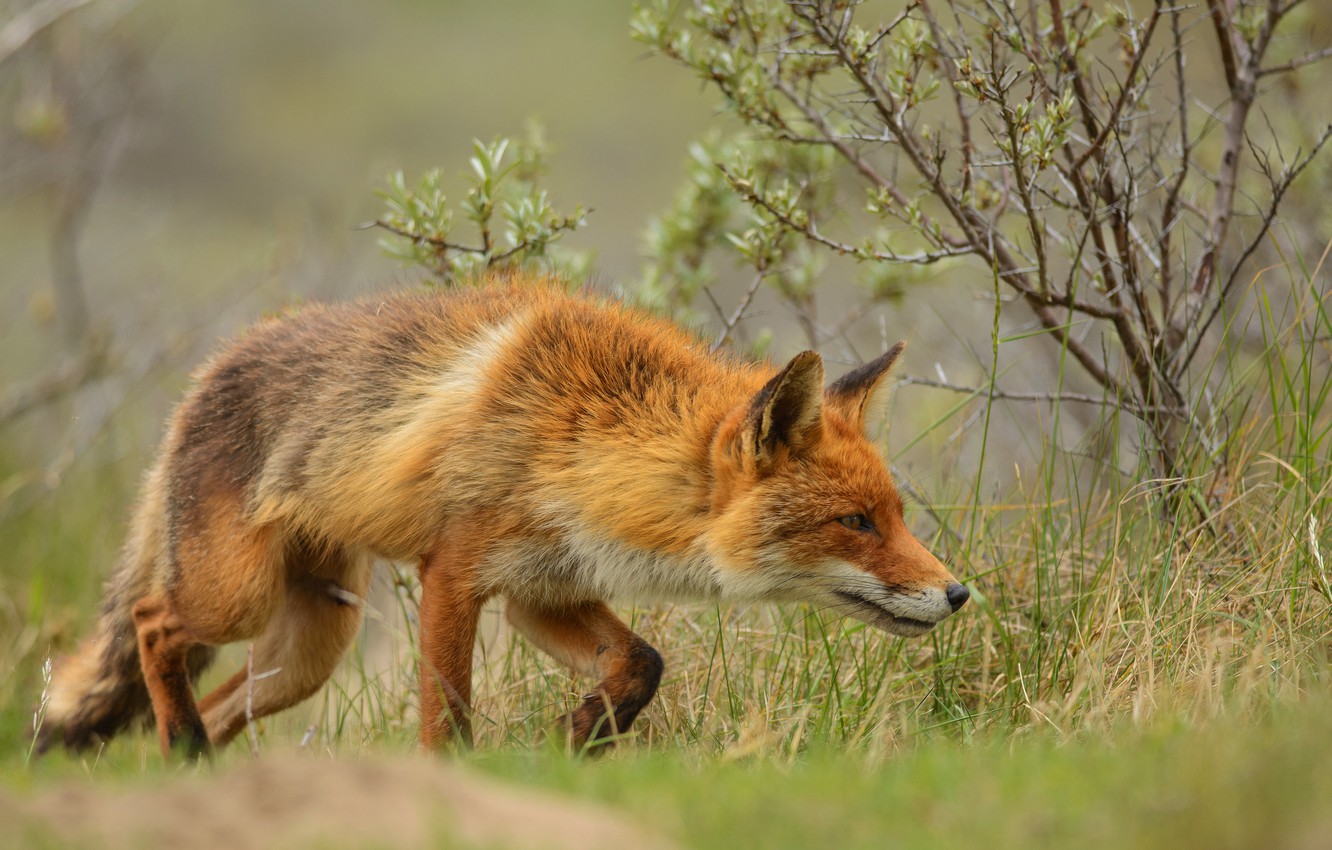 Photo Wallpaper Greens, Grass, Look, Face, Branches, - Fox Hunting Pose - HD Wallpaper 