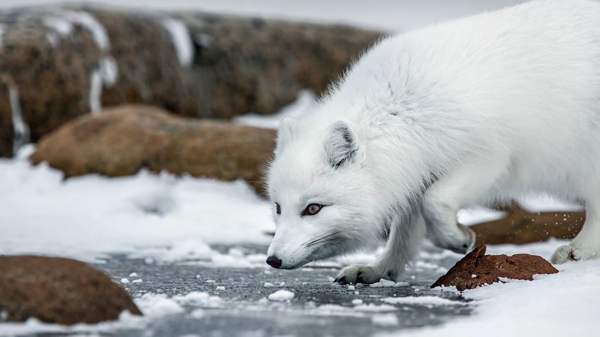 1920x1080, Arctic Fox Wallpapers And Backgrounds 
 - Arctic Fox Background - HD Wallpaper 