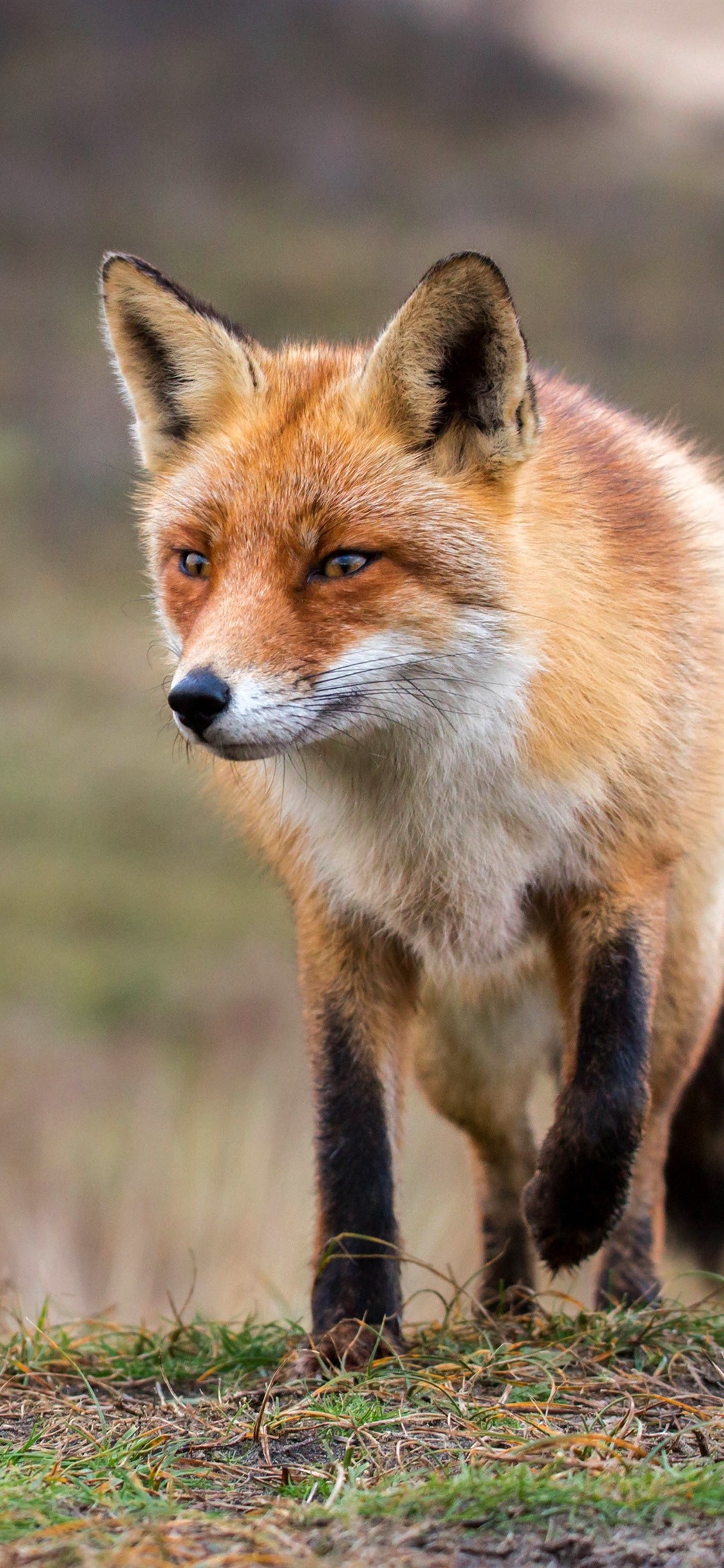 Iphone Wallpaper Cute Fox Walk To You, Wildlife - Fox Iphone X - HD Wallpaper 