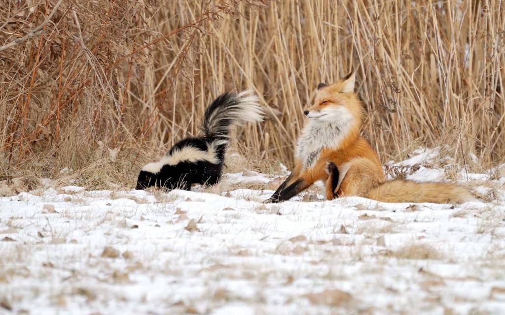Cute Fox And Nice Squirrel In Snow Full Hd Wallpaper - Funny Animals - HD Wallpaper 