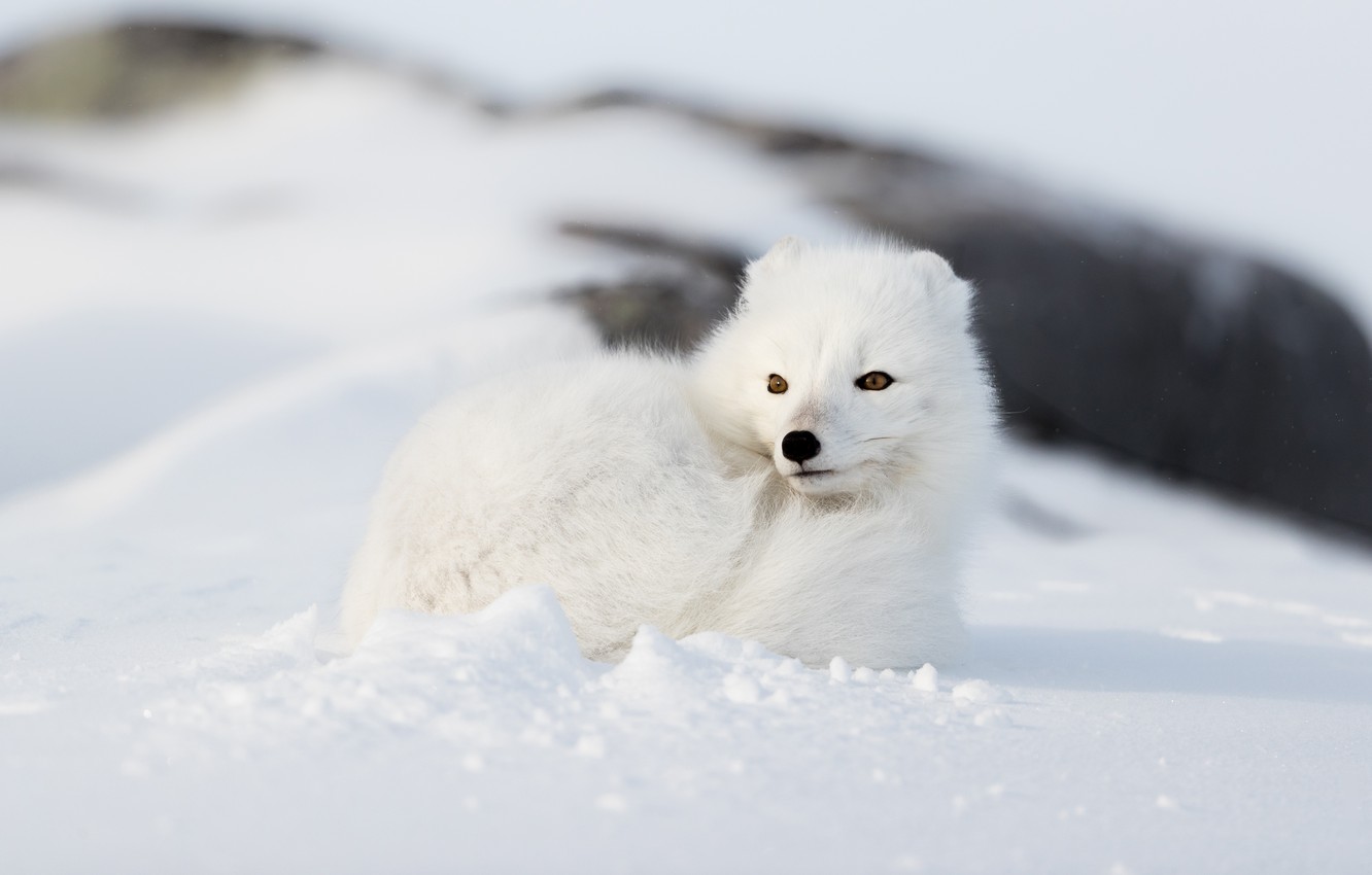 Photo Wallpaper Winter, White, Look, Face, Snow, Nature, - Arctic Fox - HD Wallpaper 