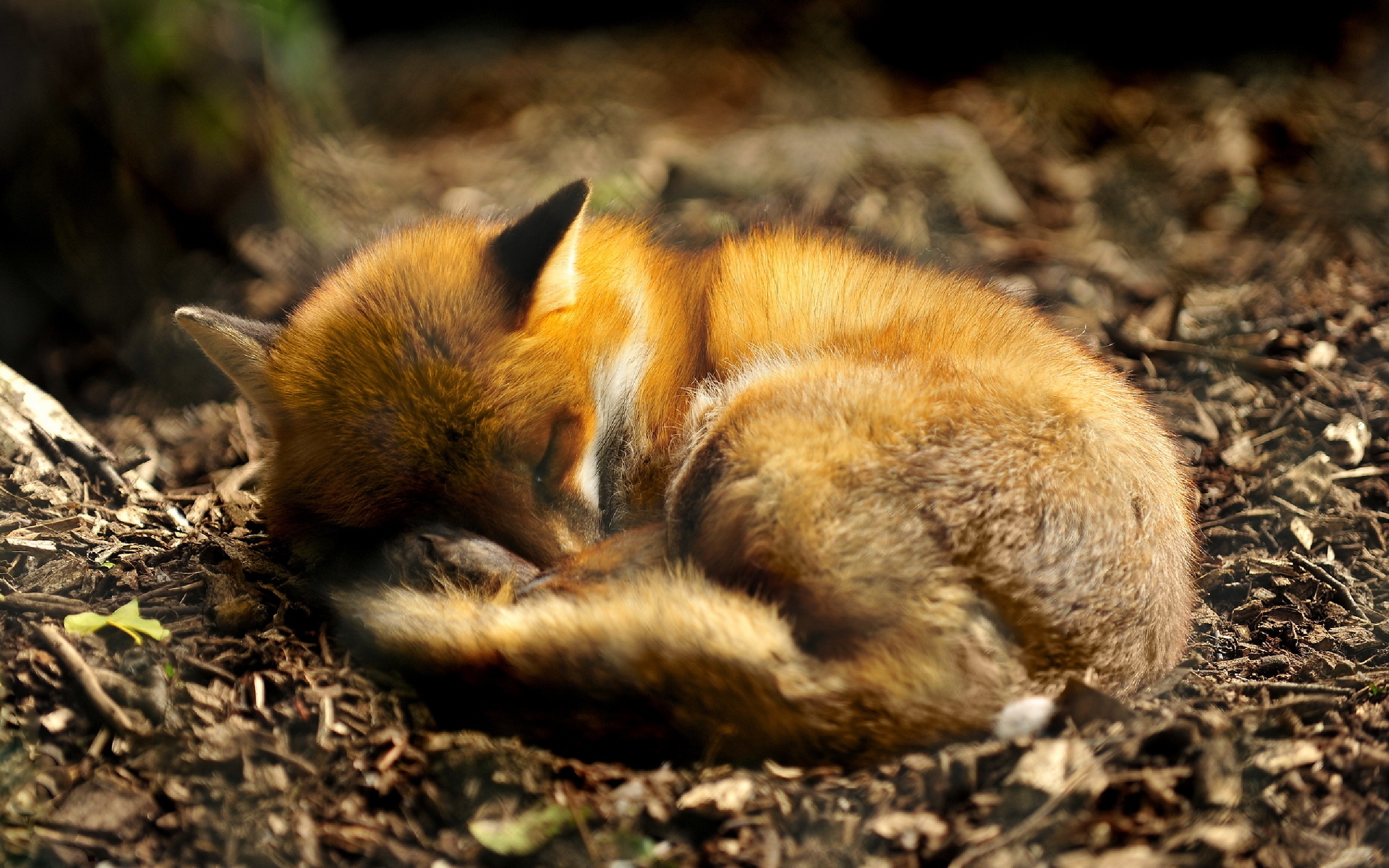 Sleeping Baby Red Fox - HD Wallpaper 