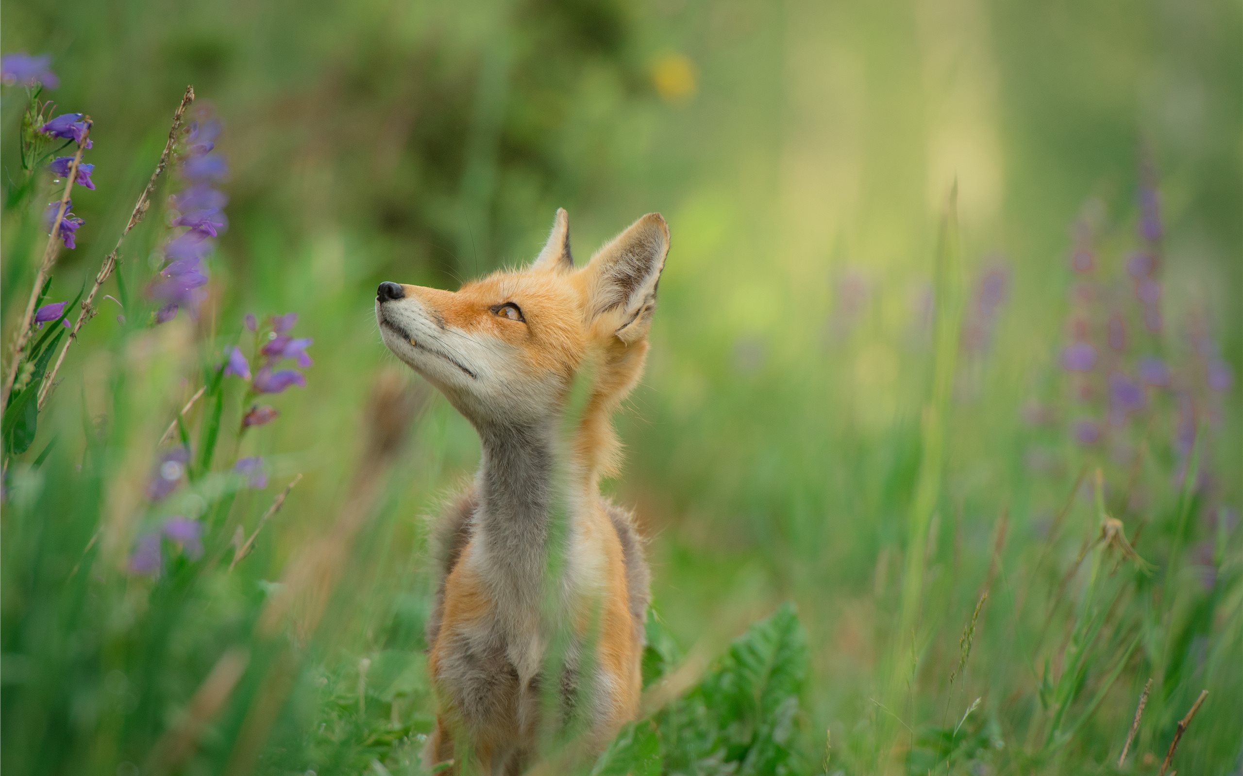 Red Fox In A Field - HD Wallpaper 