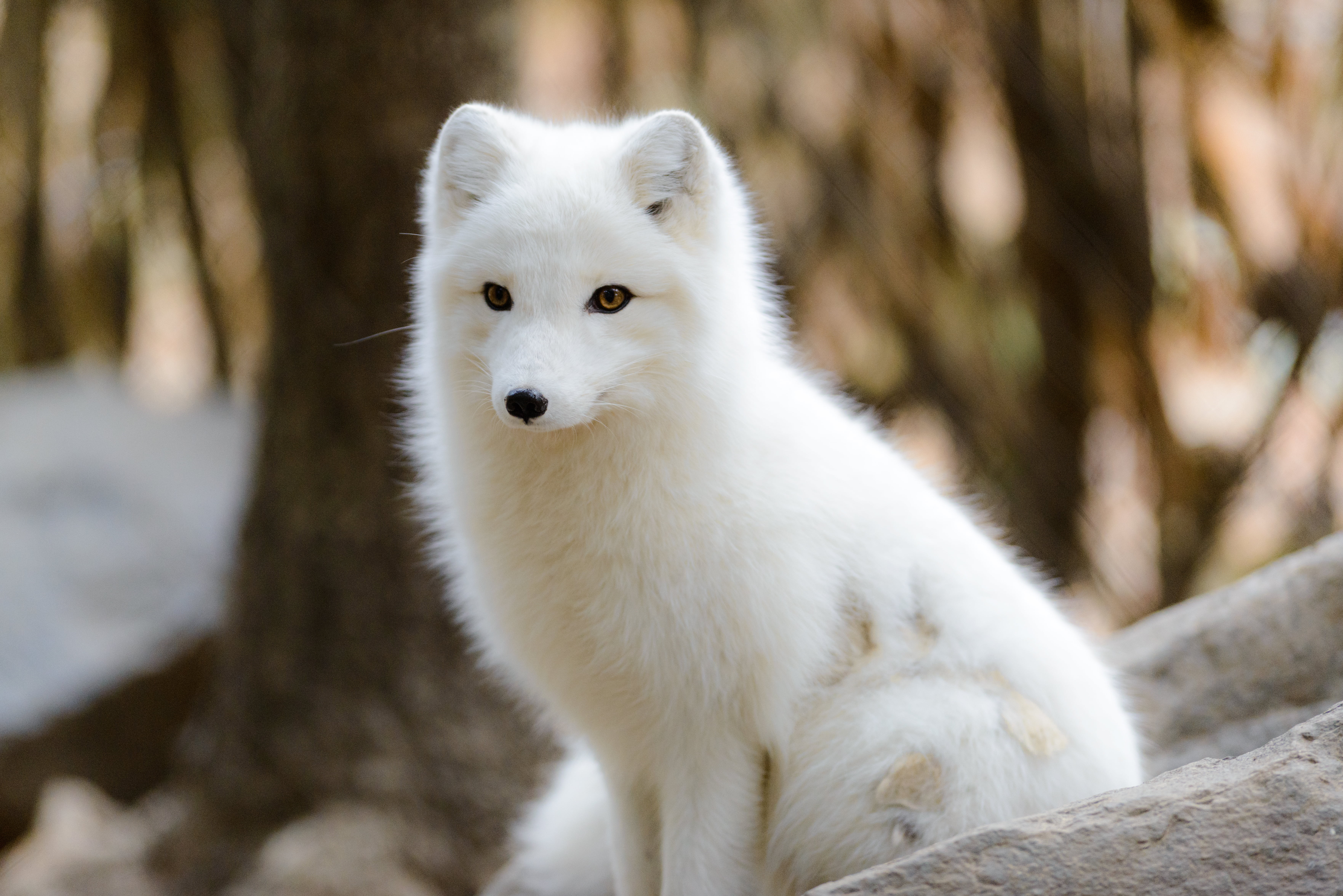 Arctic Fox - HD Wallpaper 