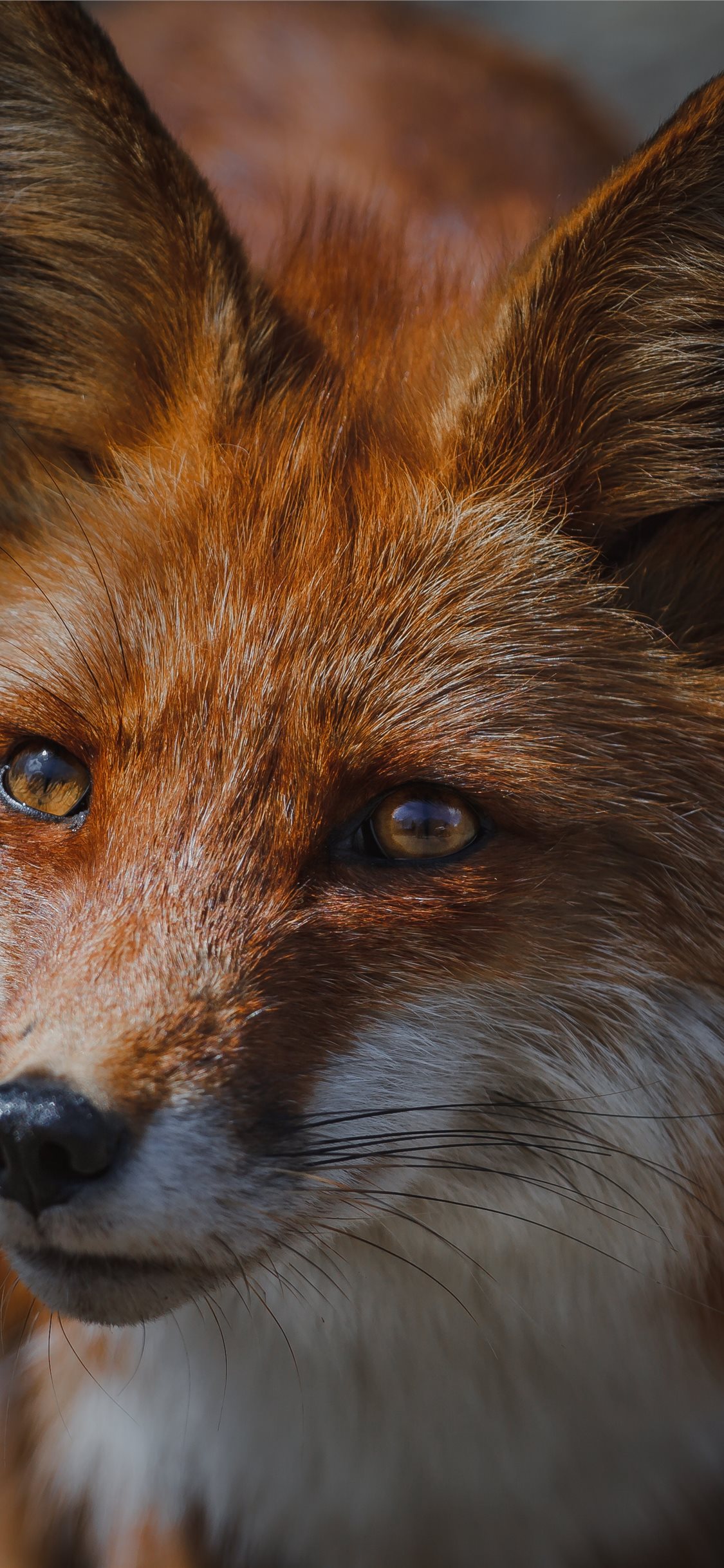Iphone Wallpaper Fox - HD Wallpaper 