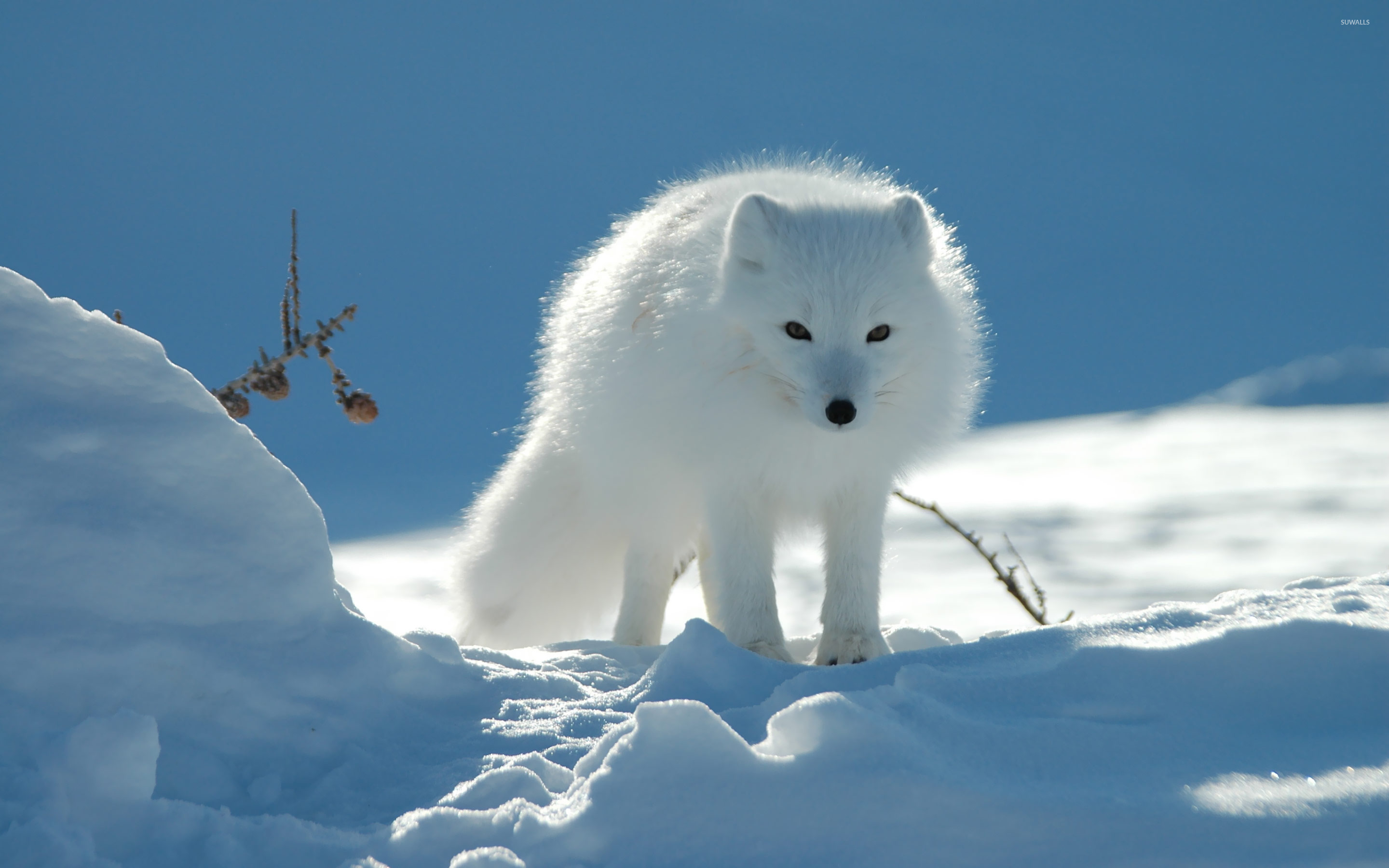 Arctic Fox High Resolution - HD Wallpaper 