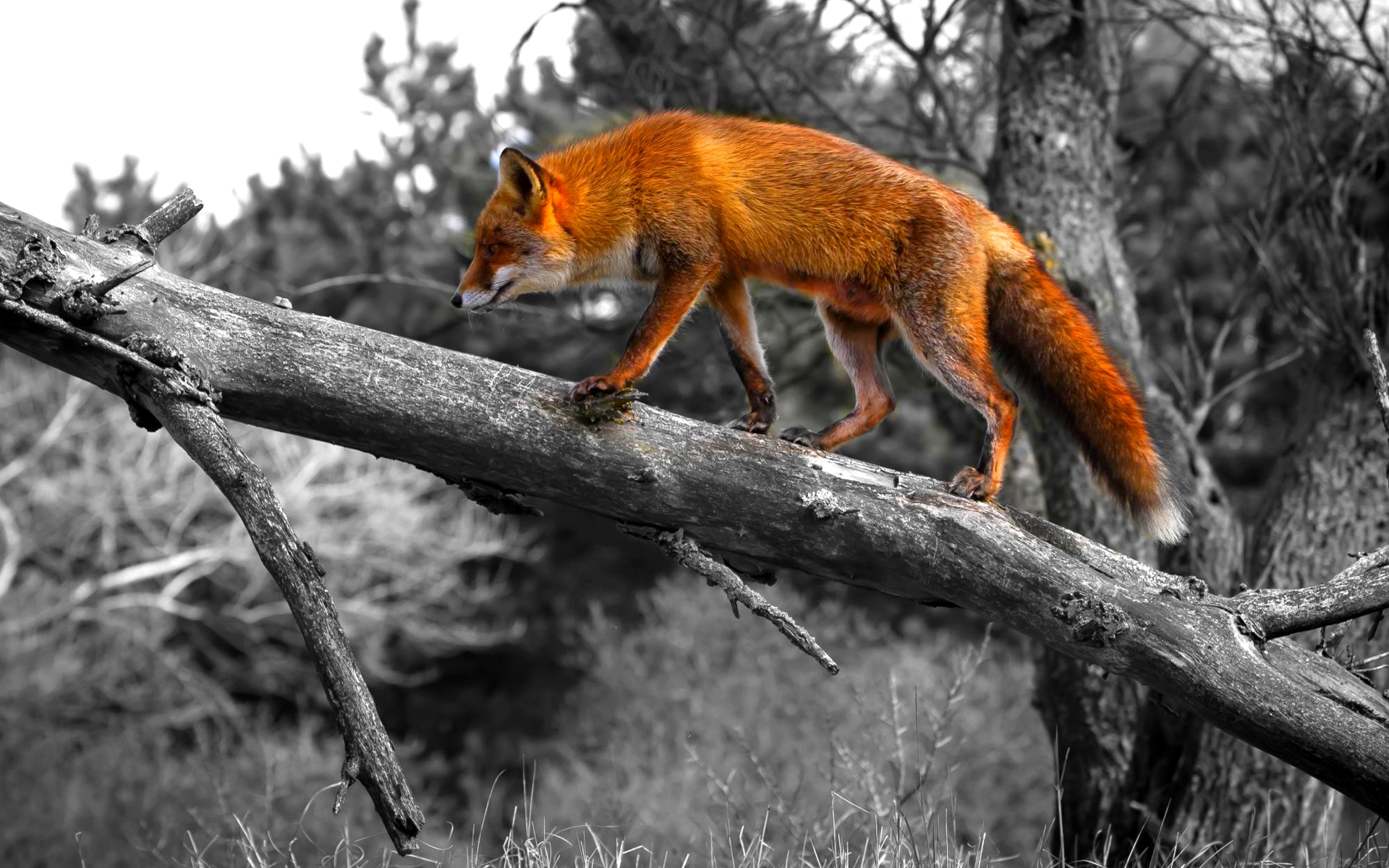 Cool Fox Wallpaper - HD Wallpaper 