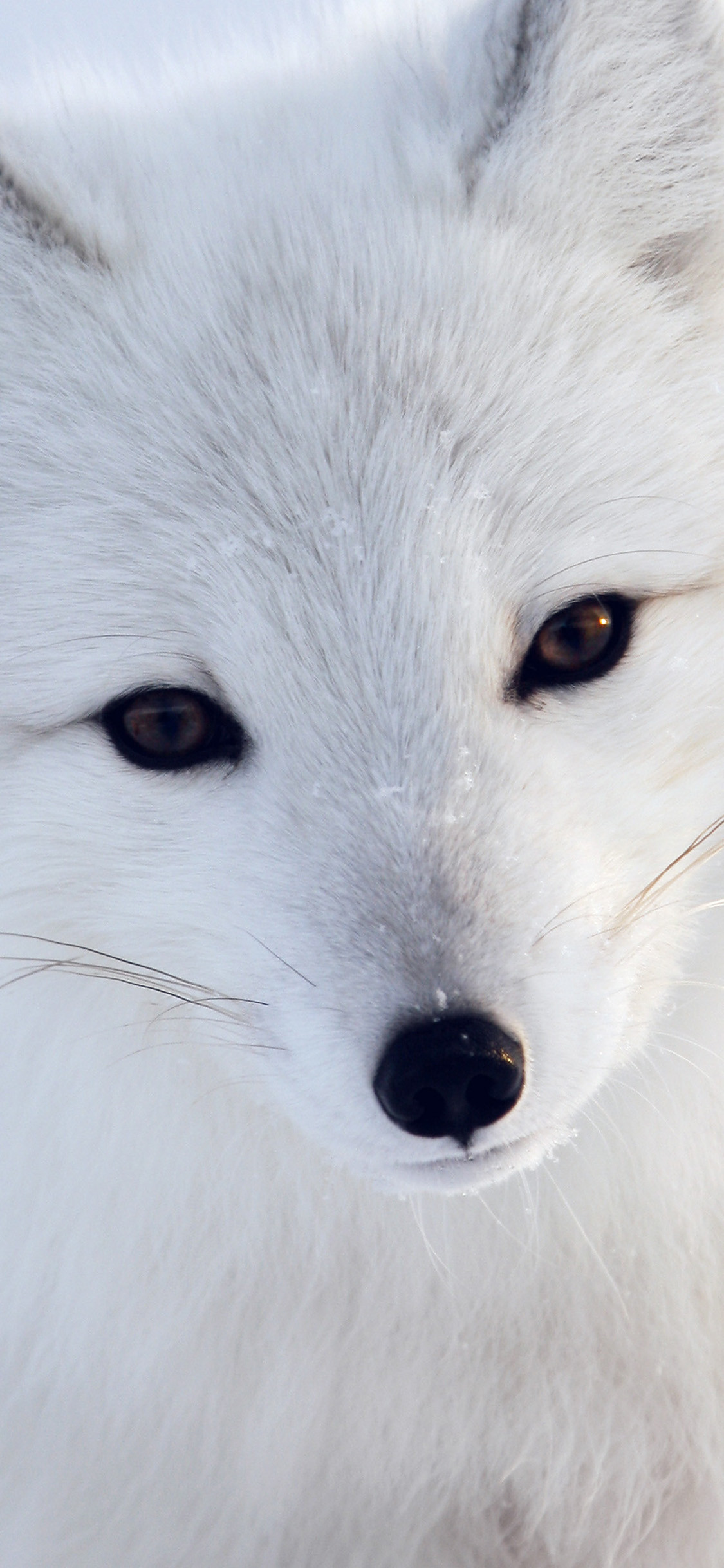 Arctic Fox Iphone 8 Wallpaper 
 Data Src Top Arctic - Iphone Wallpaper Animal Fox - HD Wallpaper 