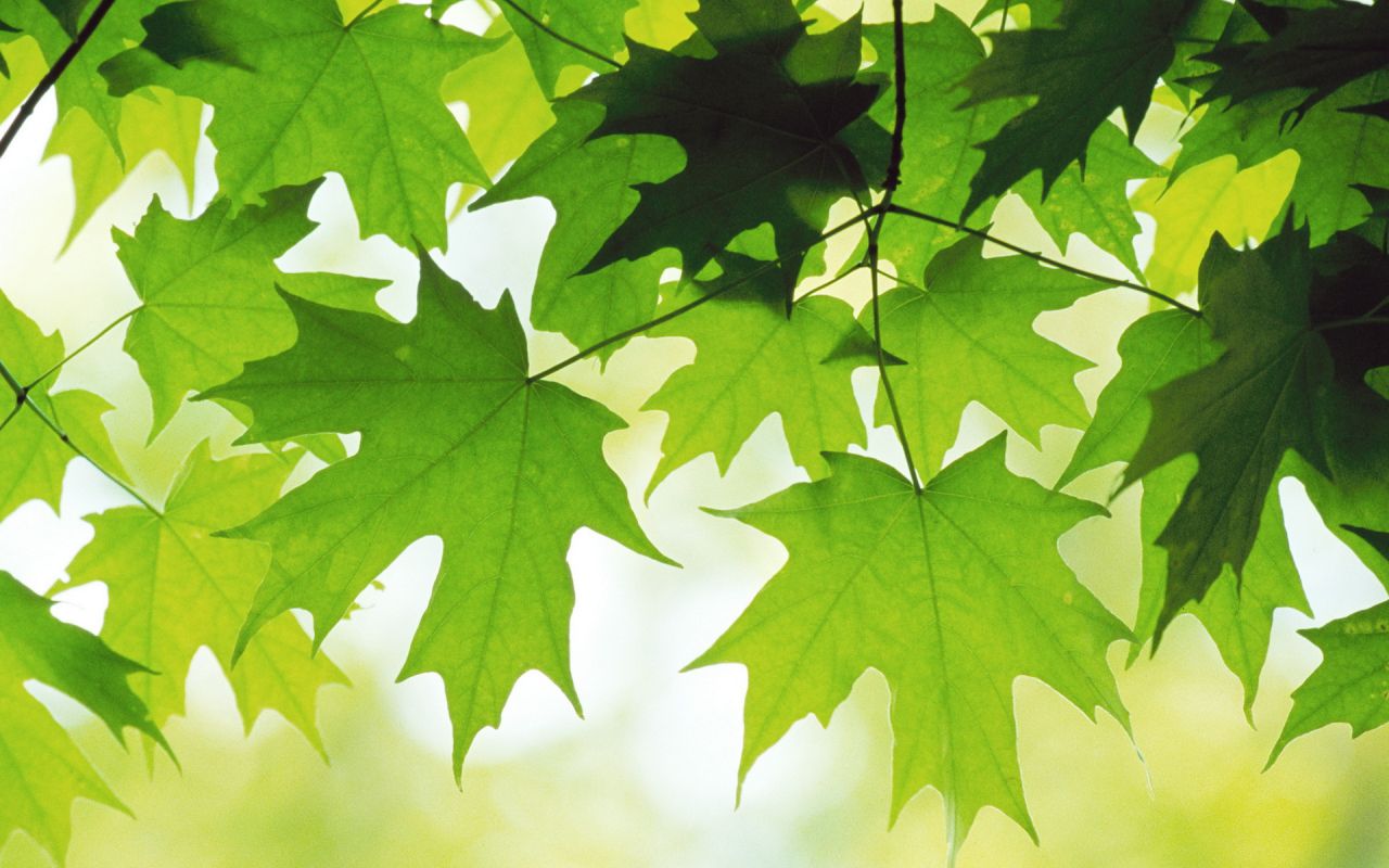 Green Maple Leaves Background - HD Wallpaper 