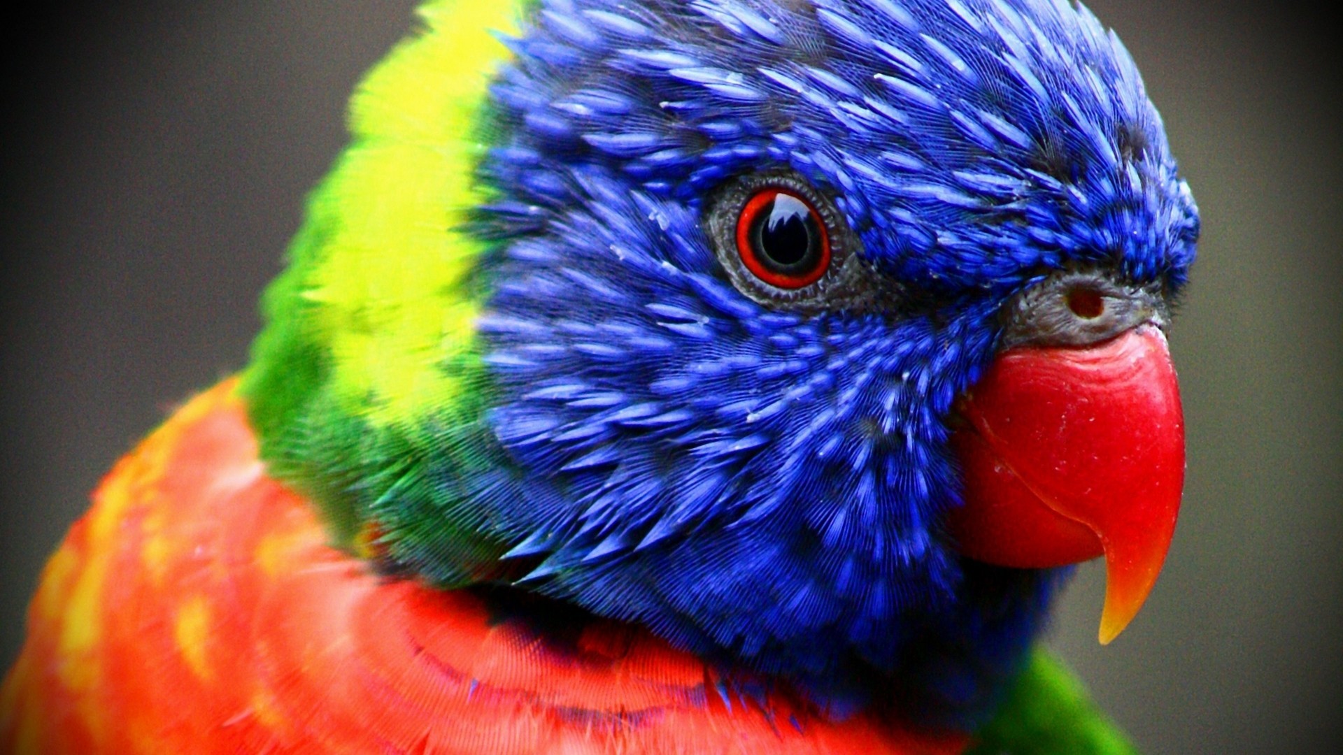 Parrot Close Up - HD Wallpaper 
