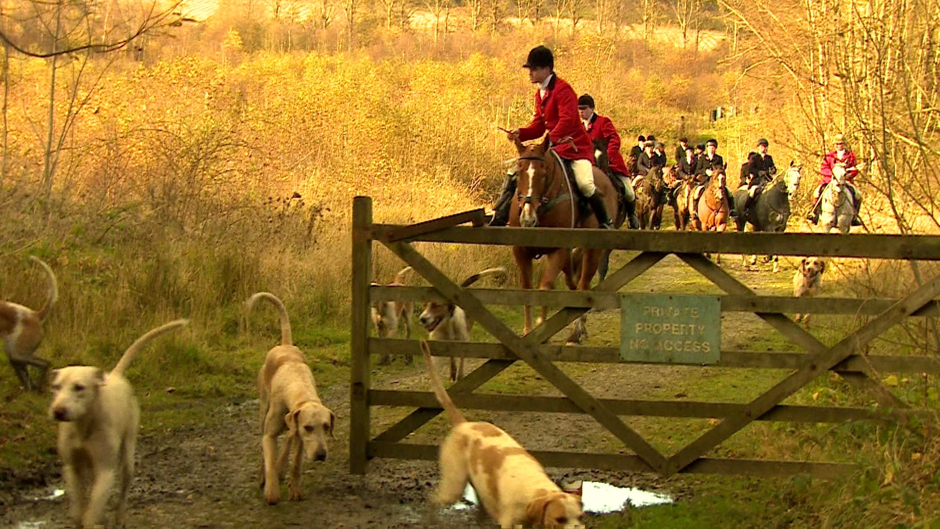 Fox Hunting - HD Wallpaper 