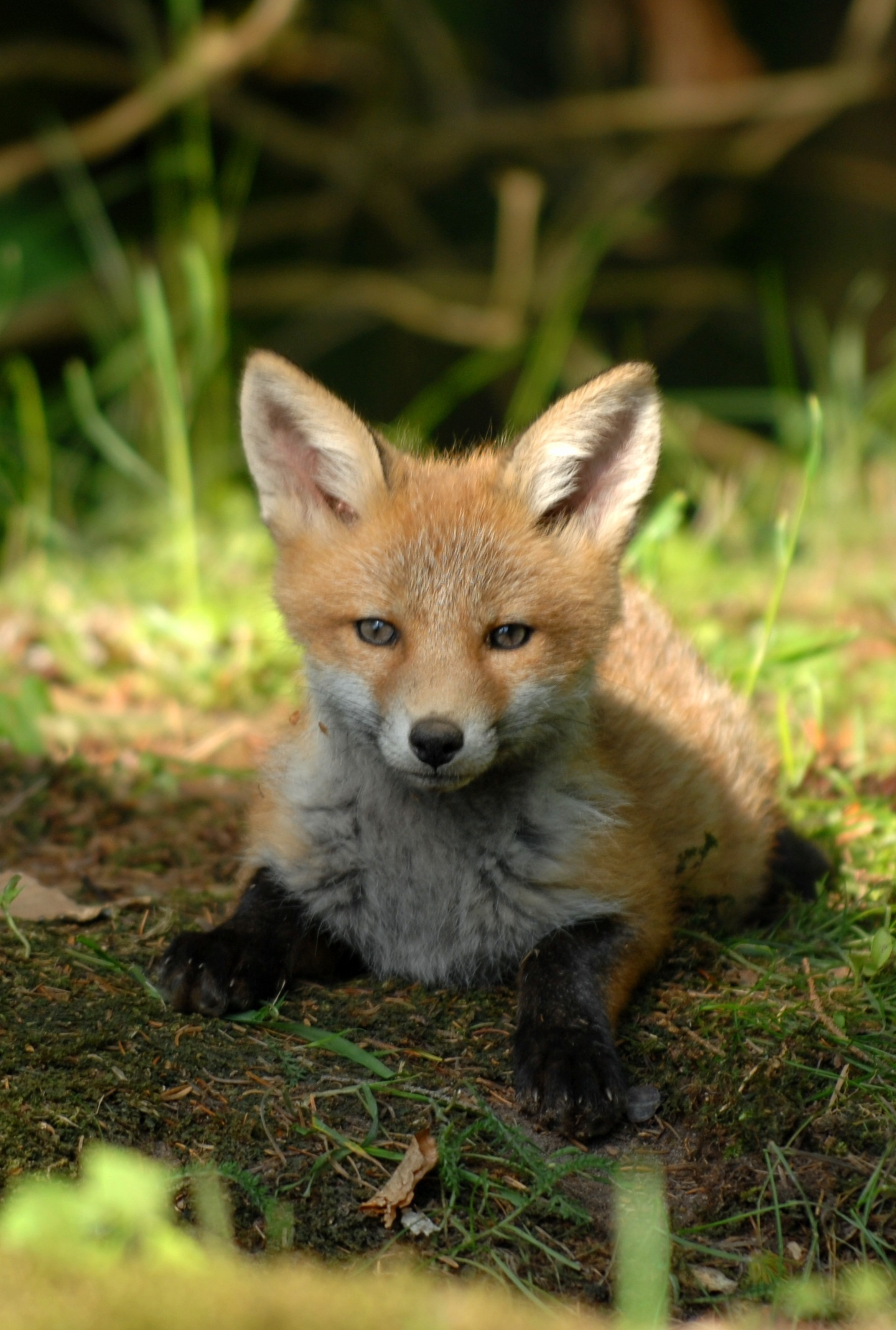 Cute, Baby Fox, Animal, Wallpaper - Cute Wallpapers Of Animals - HD Wallpaper 