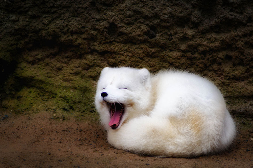 Cute Baby Arctic Fox - HD Wallpaper 